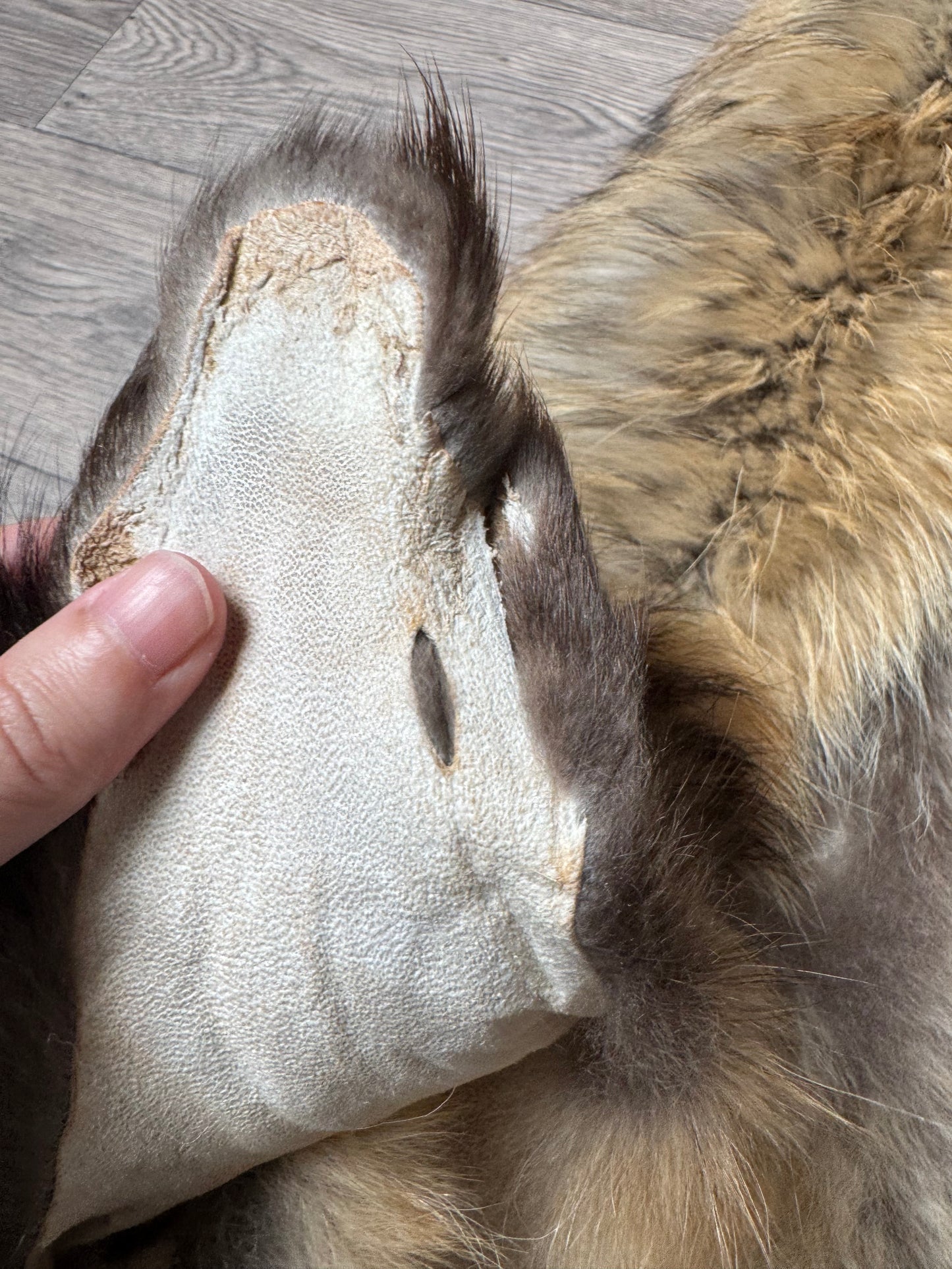 Tanuki pelt (8)