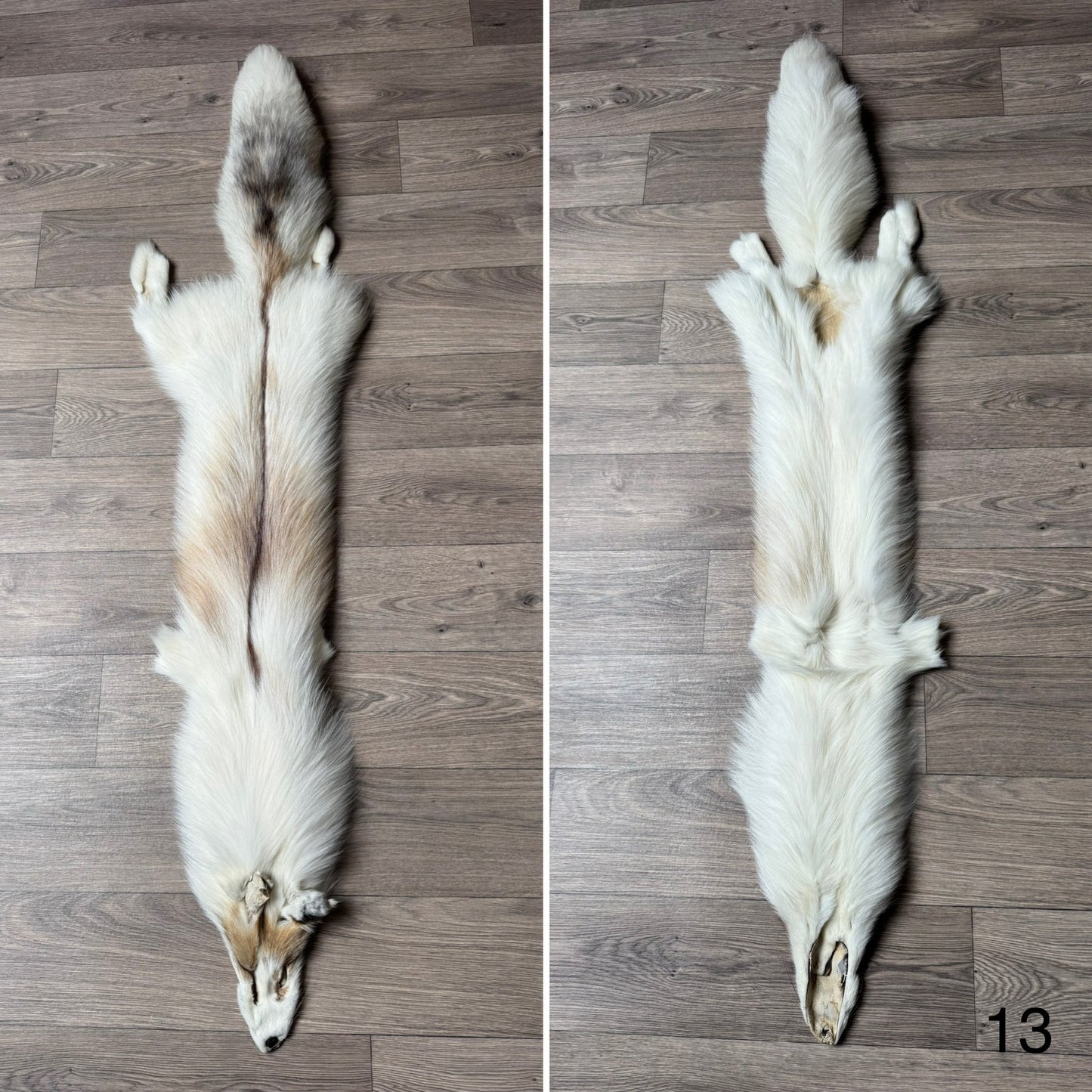 Sun Glow fox pelt (13)