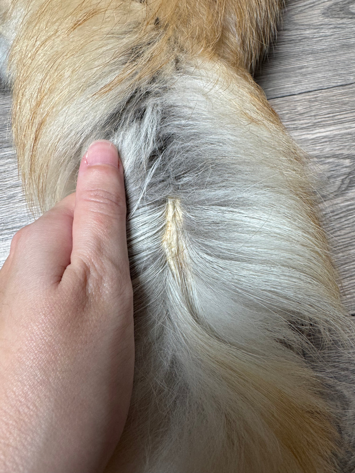 Arctic tanuki pelt (6)