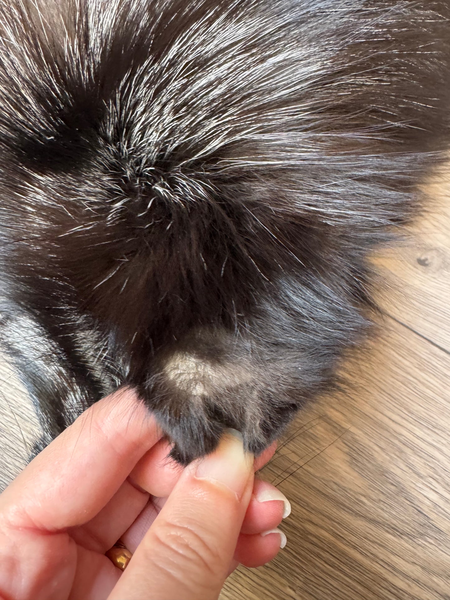 Silver fox pelt (1)