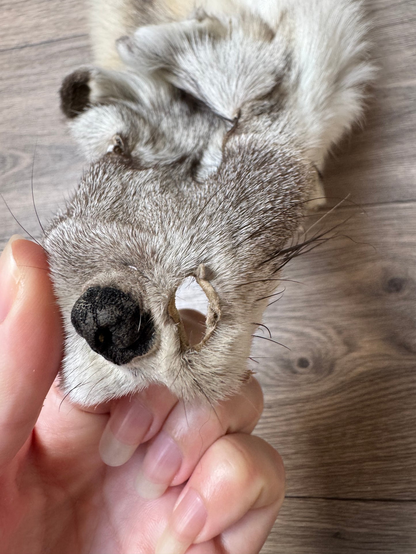 Fawn Light fox pelt (10)