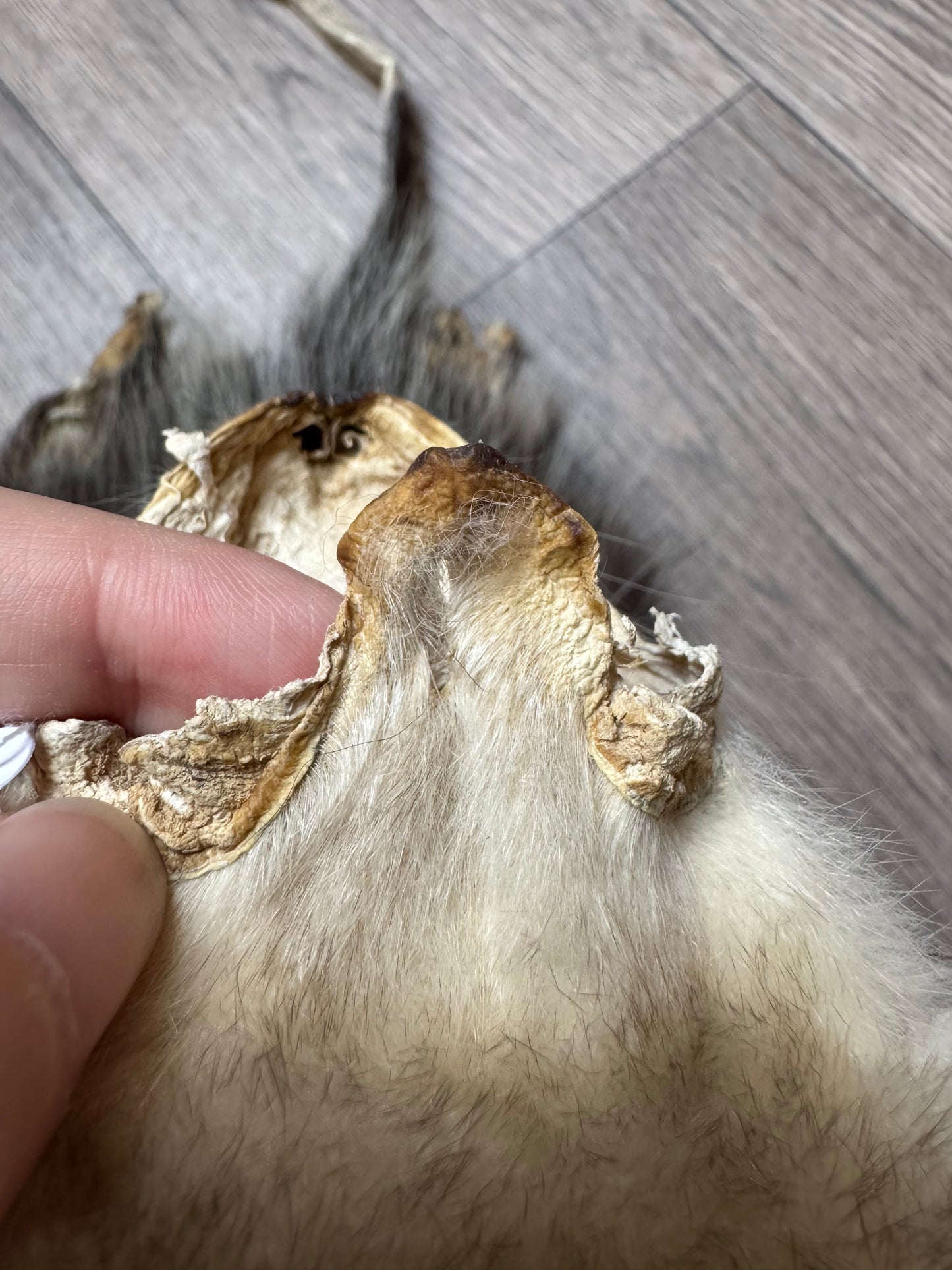 Female opossum mountable pelt (6)