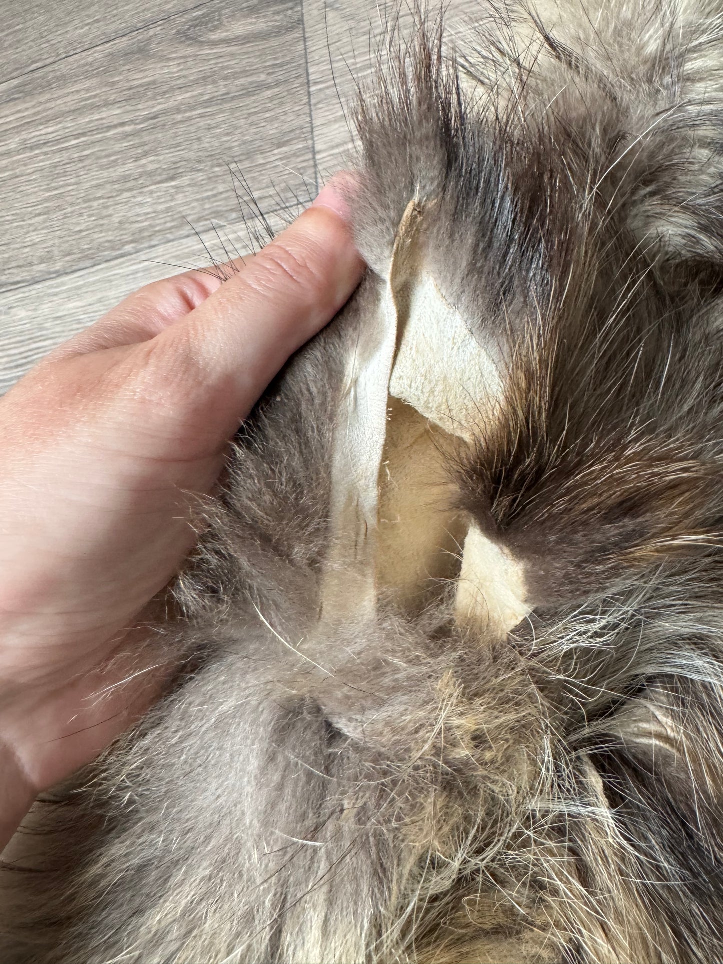 Tanuki pelt (5)