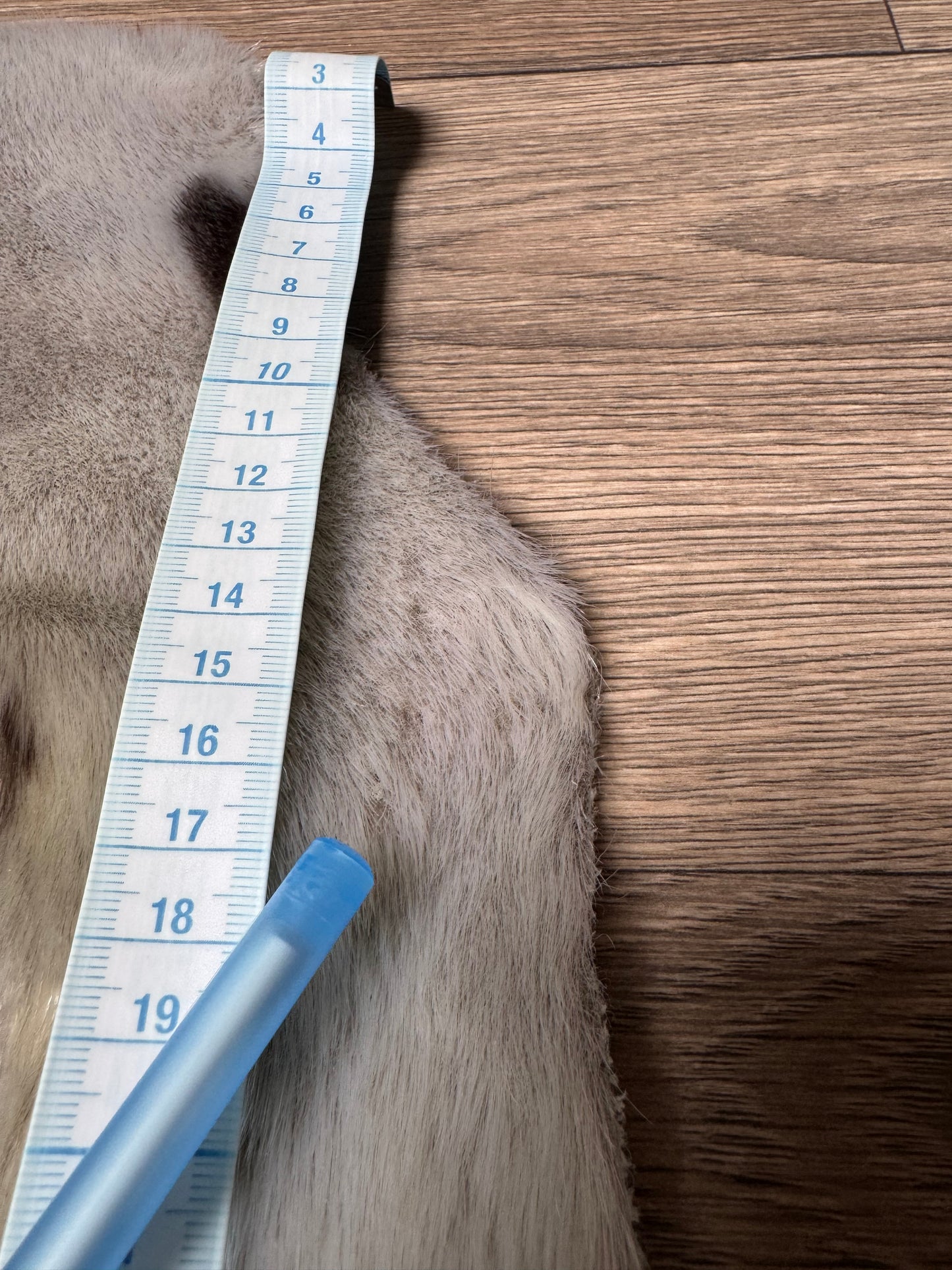 Harp seal skin (3)