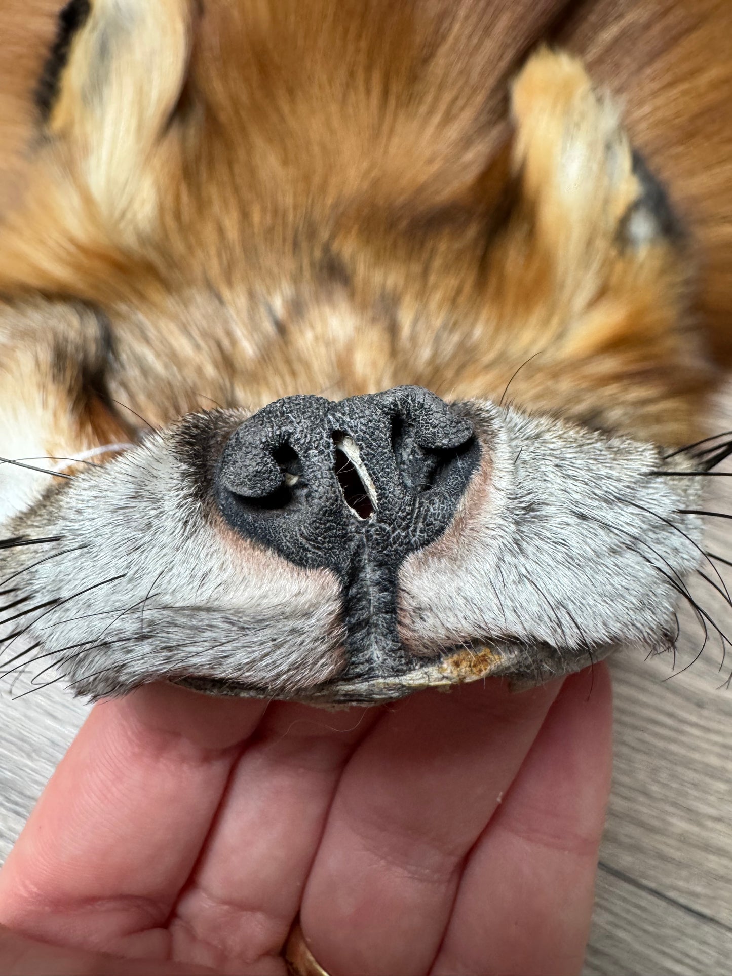 Male Gold fox mountable pelt (tag 70)