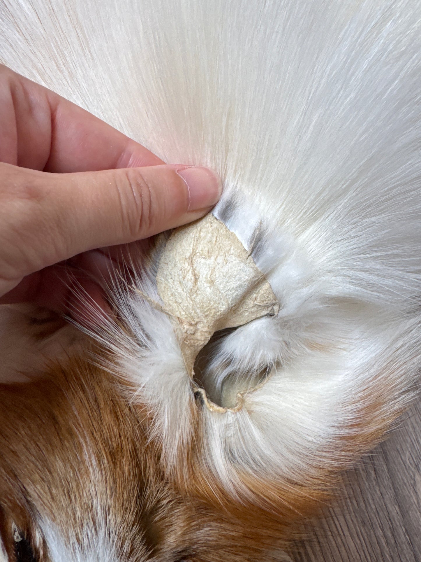 Sun Glow fox pelt (20)