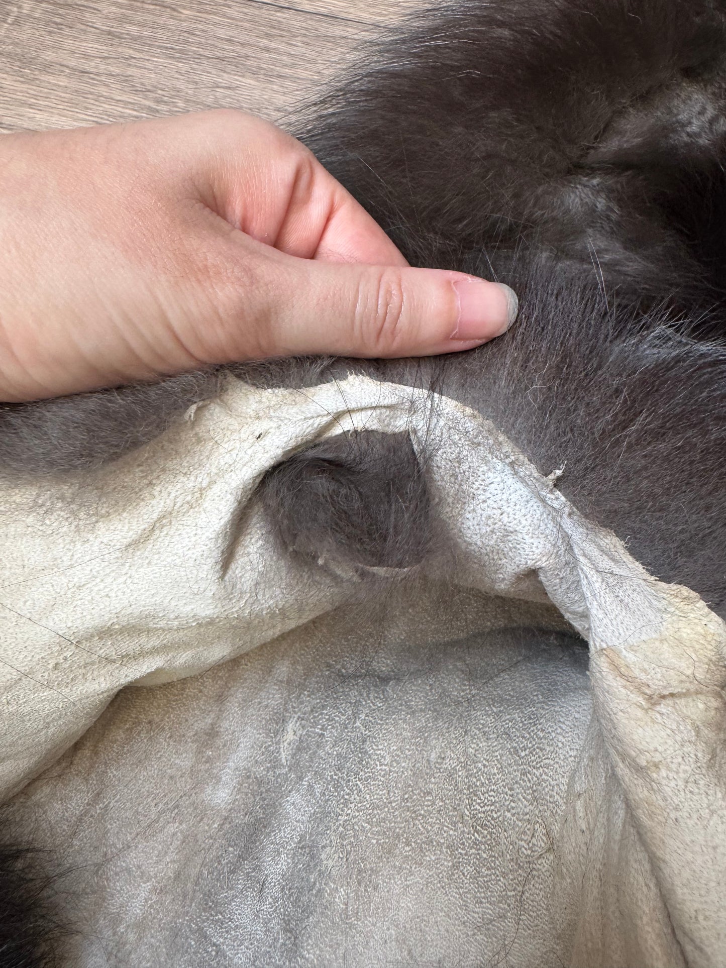 Silver fox pelt (12)