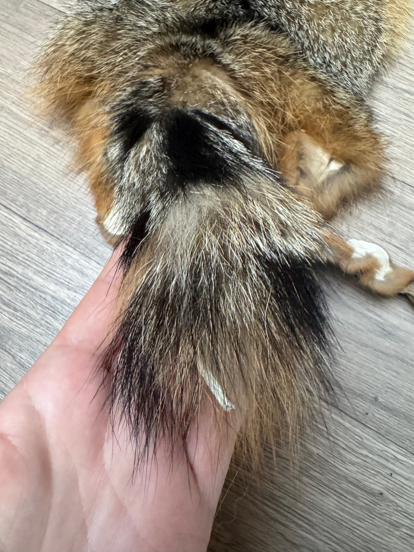 Male grey fox mountable pelt (7)