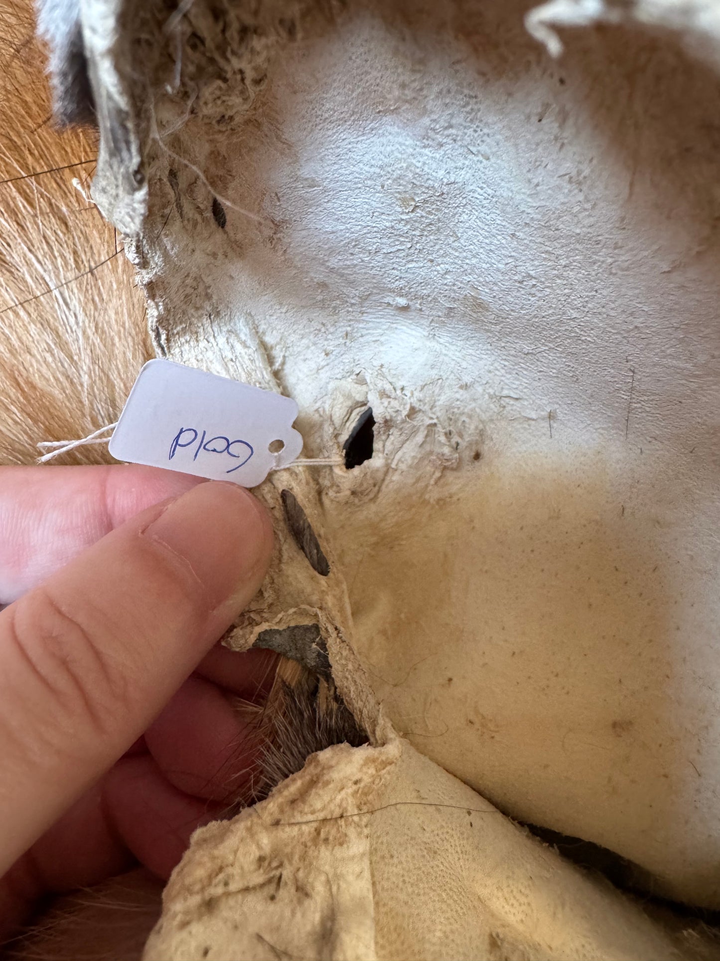 Male Gold fox mountable pelt (tag 73)