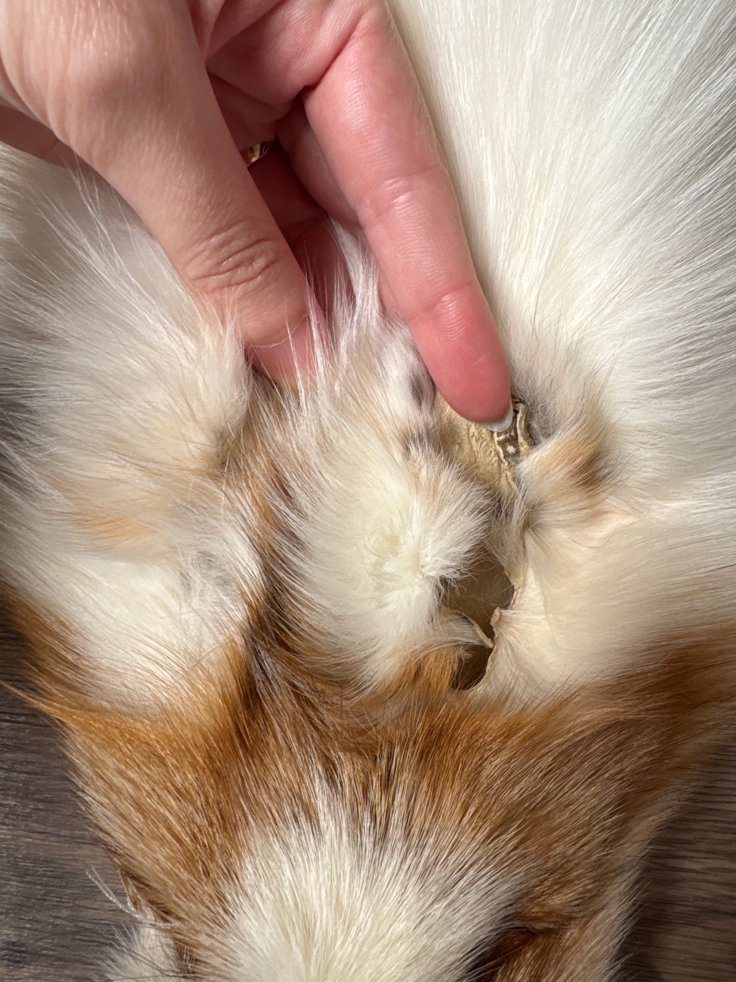 Sun Glow fox pelt (6)
