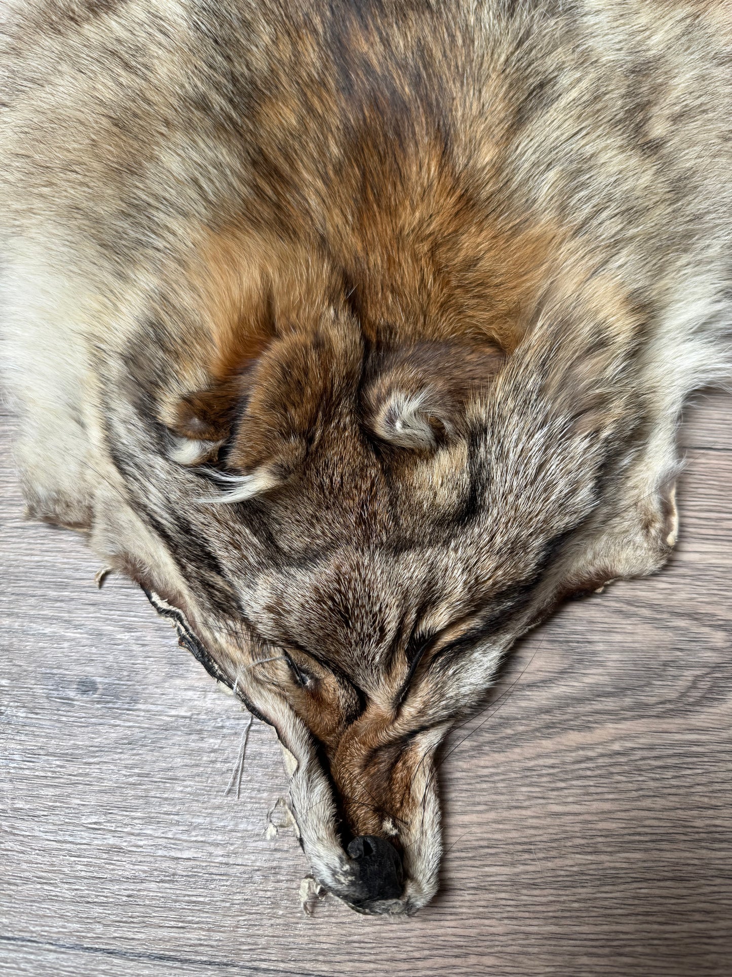 Coyote pelt (17)