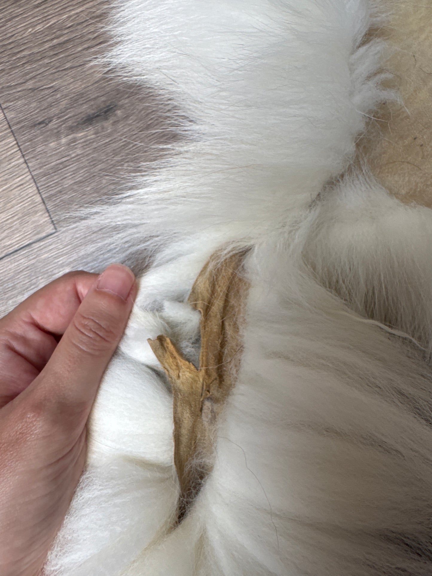 Sun Glow fox pelt (26)