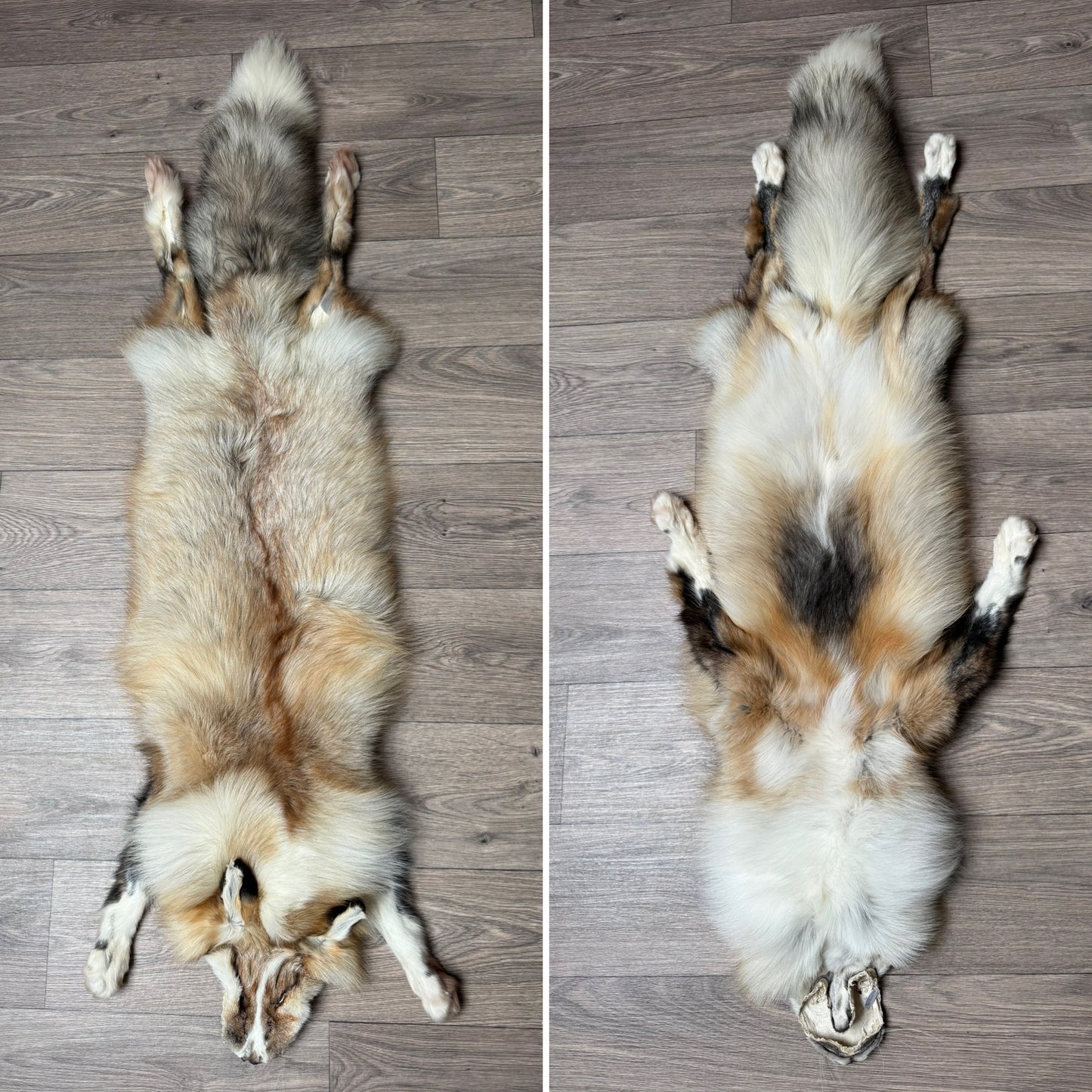 Male Smokey Ringneck fox mountable pelt (tag 4)