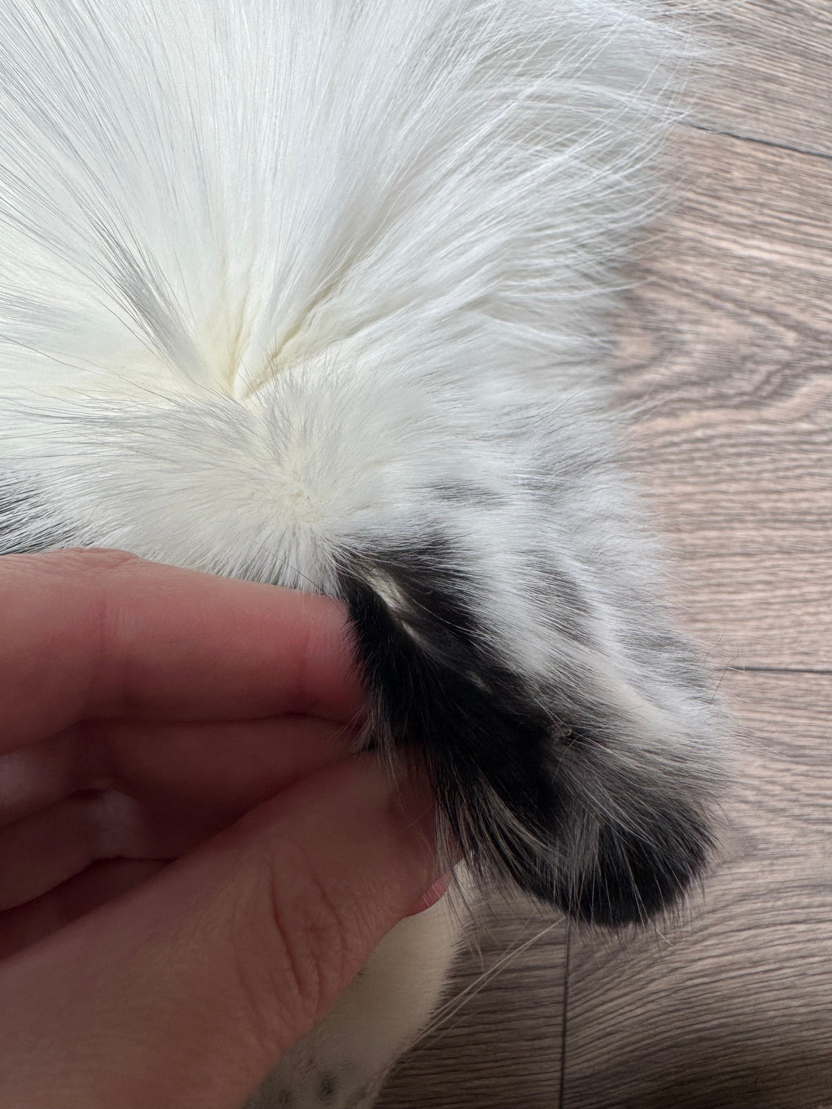 Arctic Marble fox pelt (27)