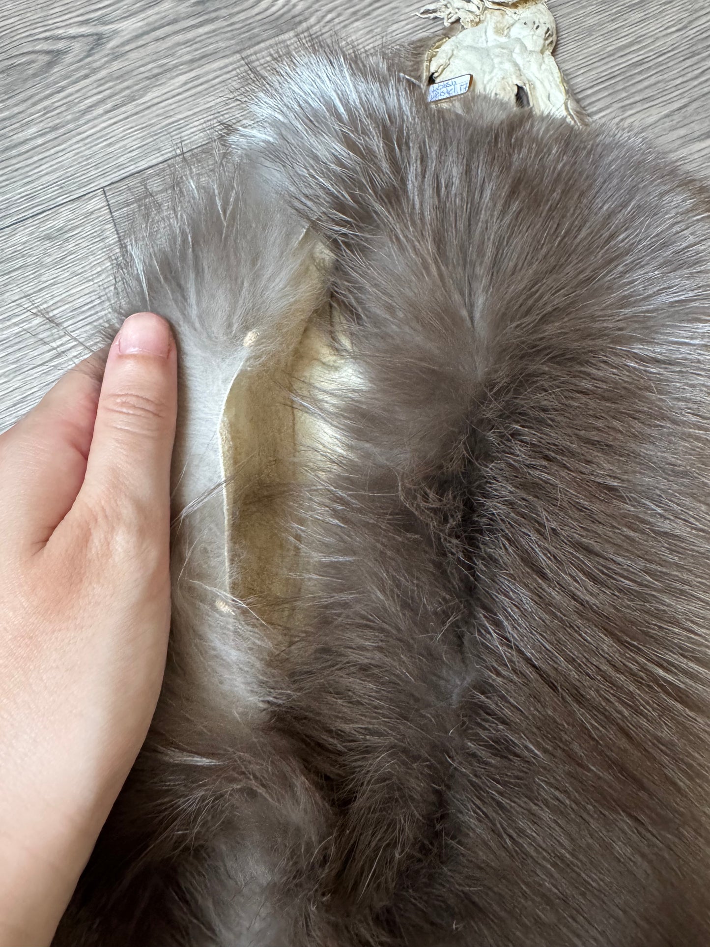 Polish Pastel fox pelt (17)
