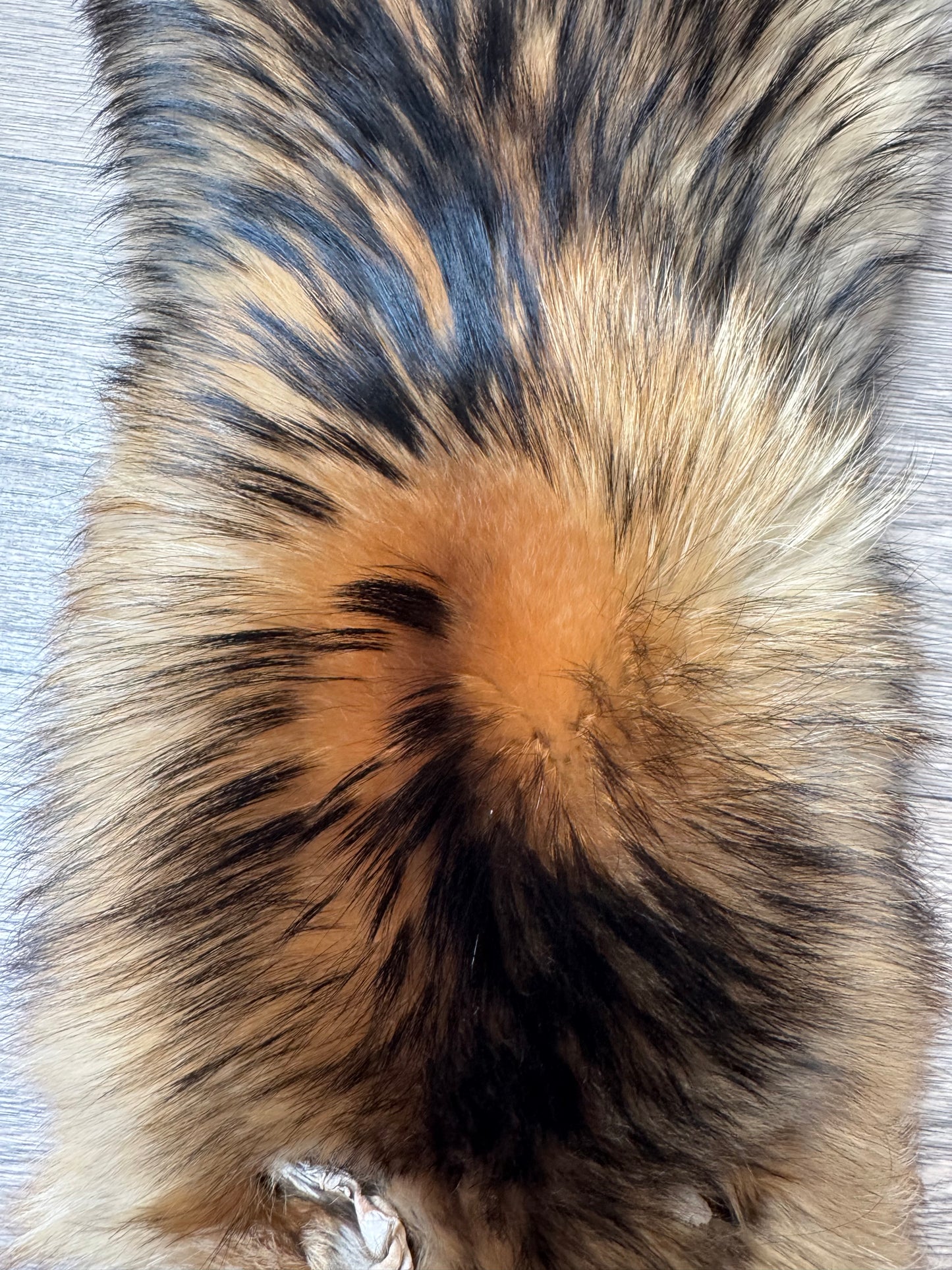 Tanuki pelt (1)