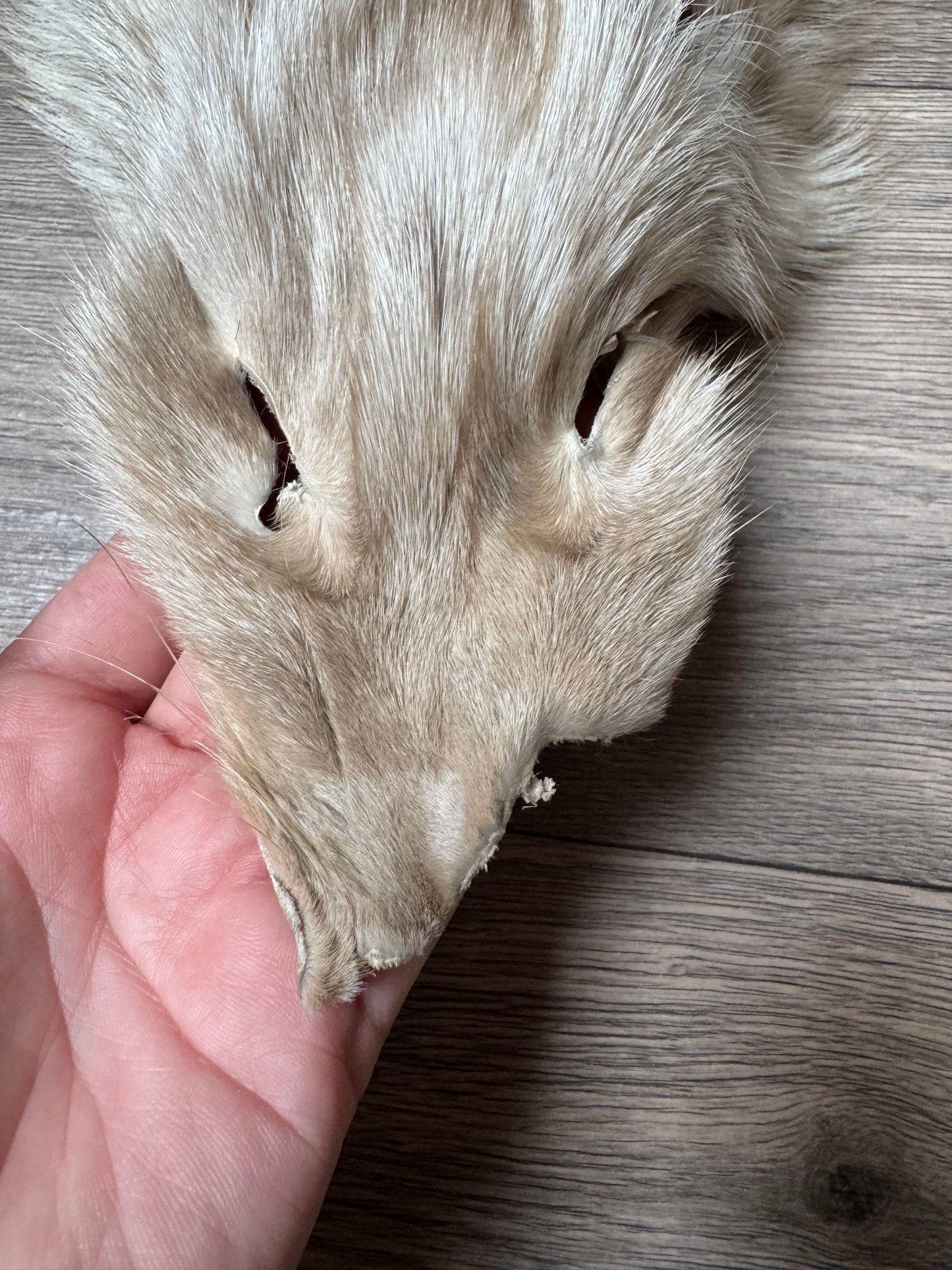 Amber fox pelt (9)