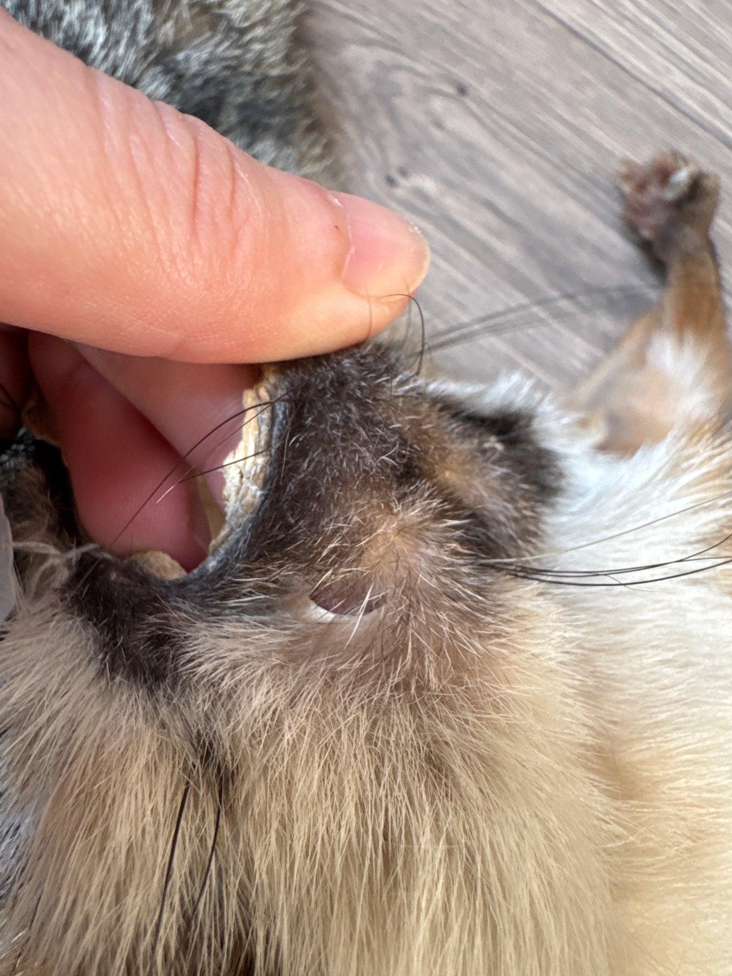 Male grey fox mountable pelt (2)