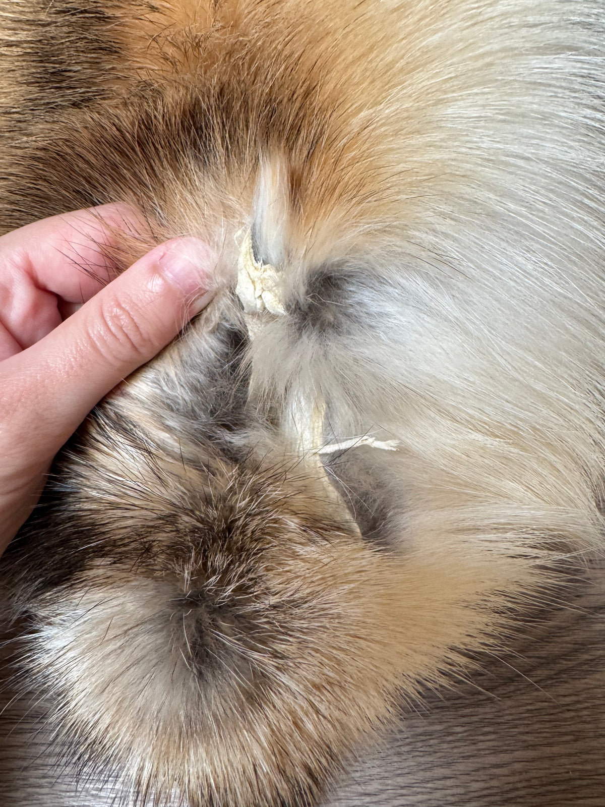 Arctic tanuki pelt (2)