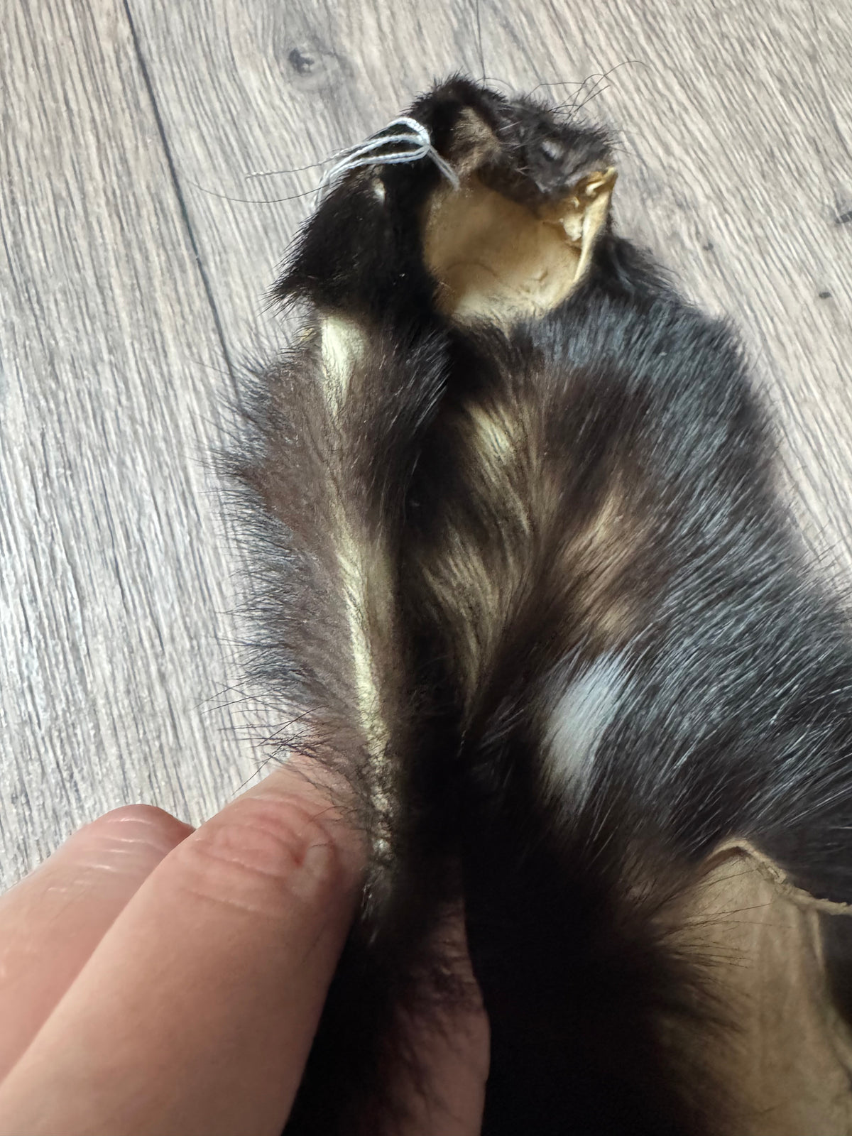 Skunk pelt (3)