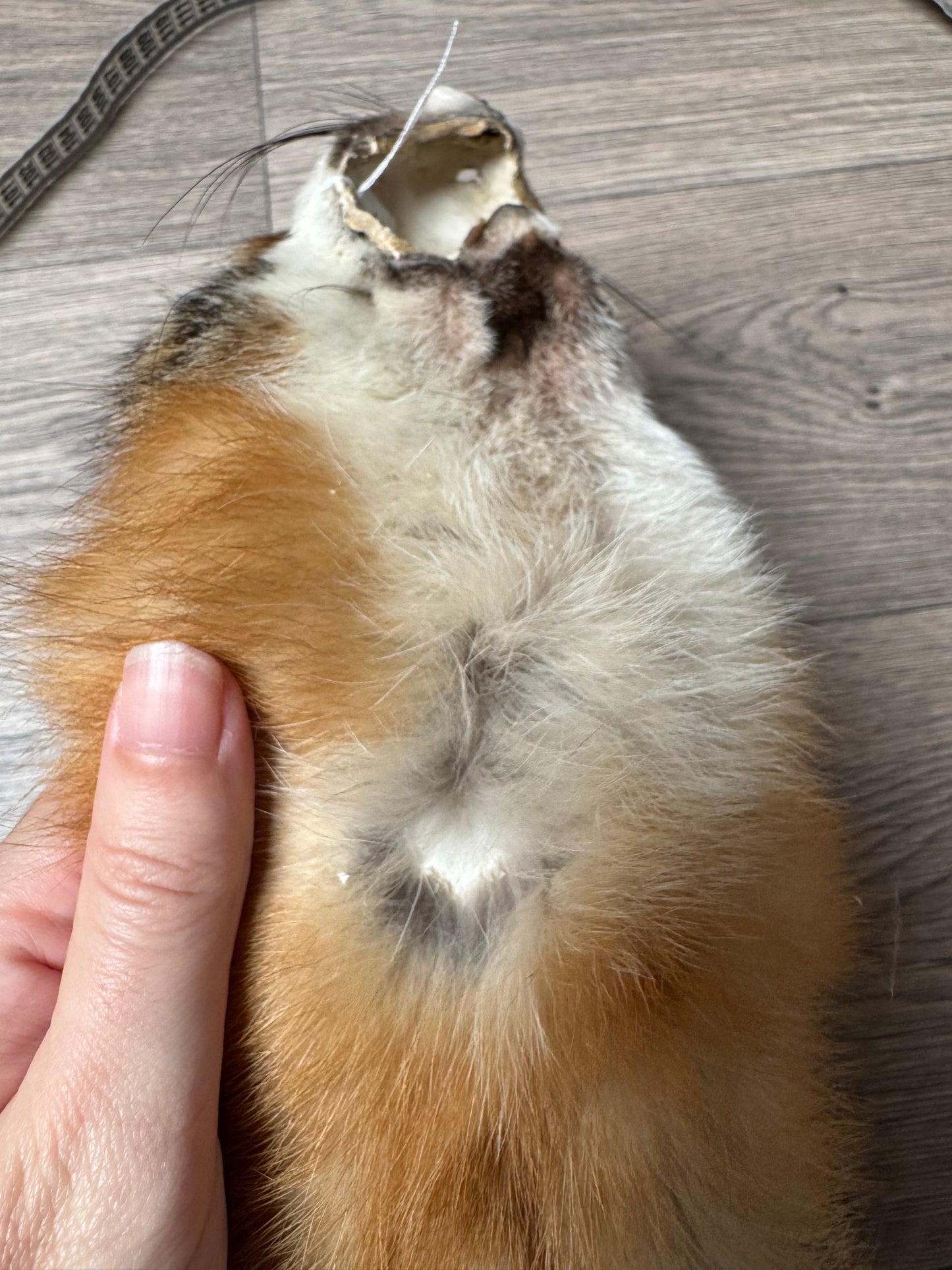 Male grey fox mountable pelt (13)