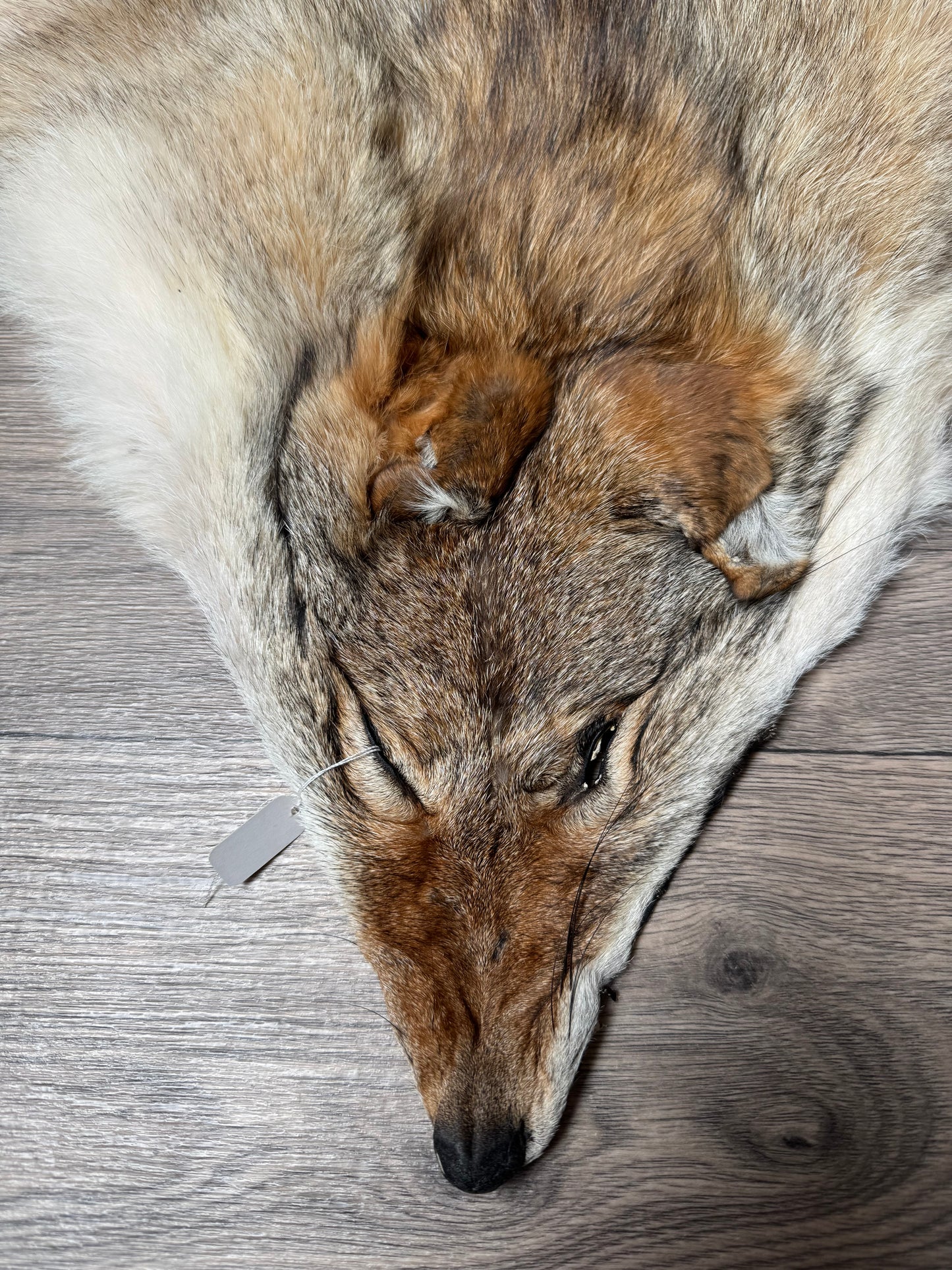 Coyote pelt (11)