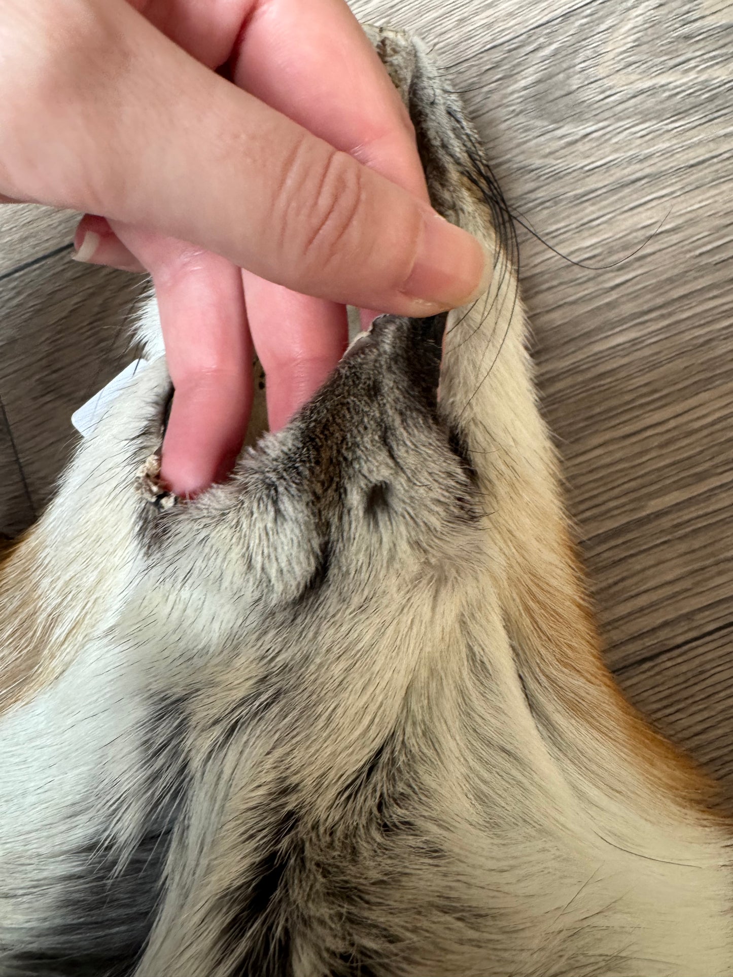 Gold fox pelt (9)