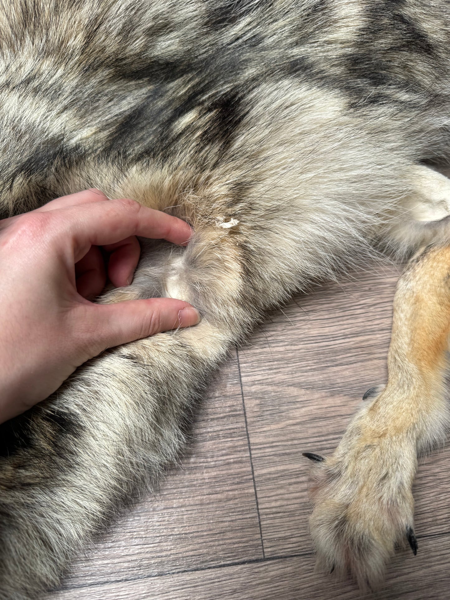 Male coyote mountable pelt (7)