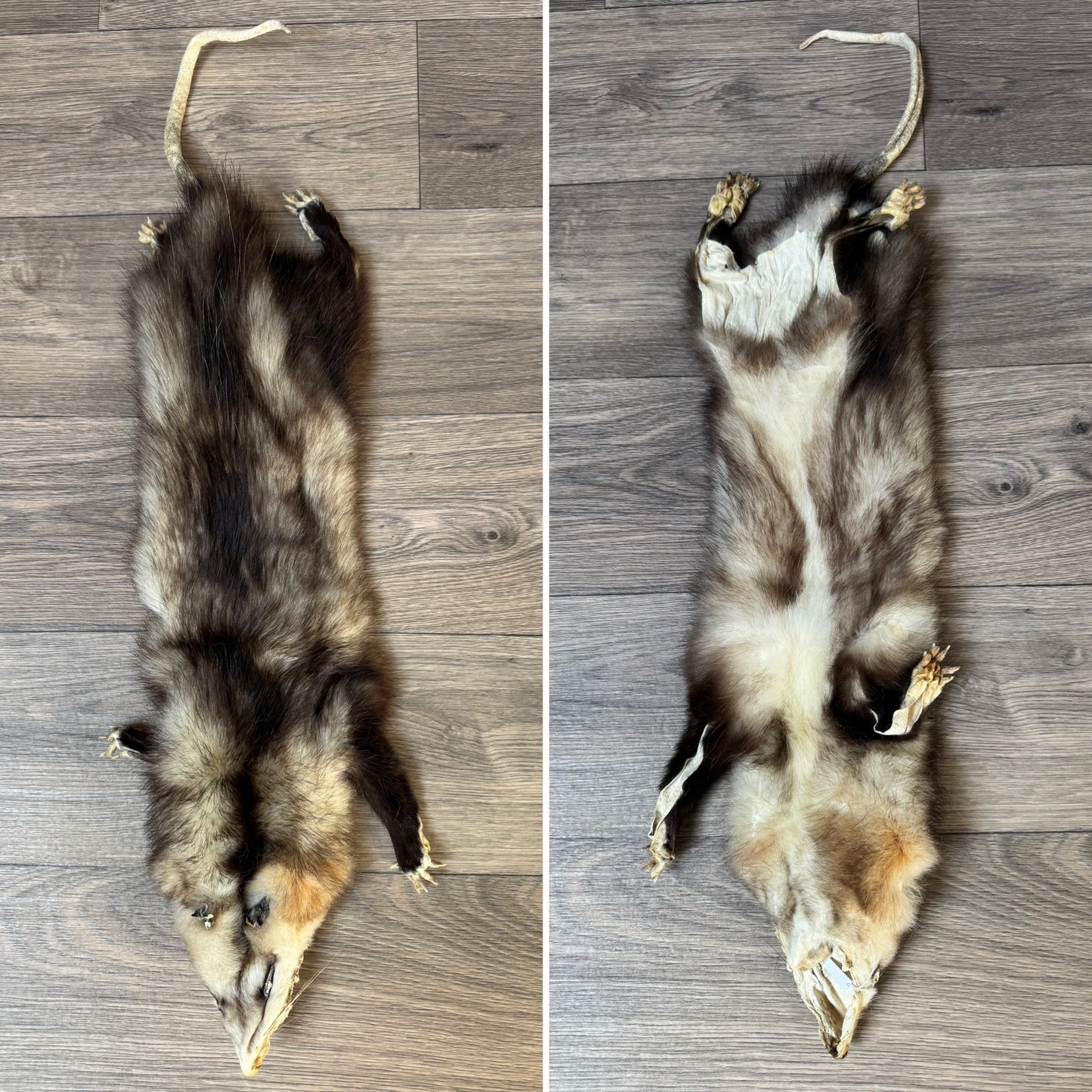 Male opossum mountable pelt (8)