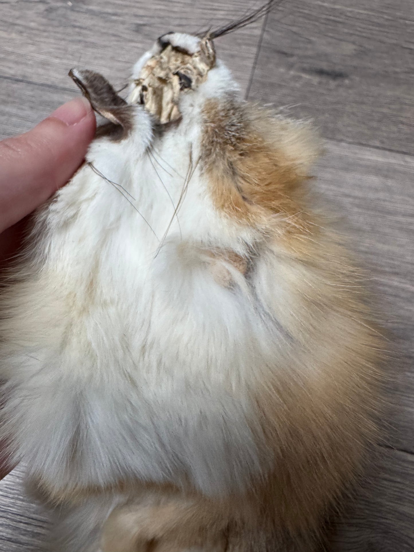 Swift fox pelt (5)