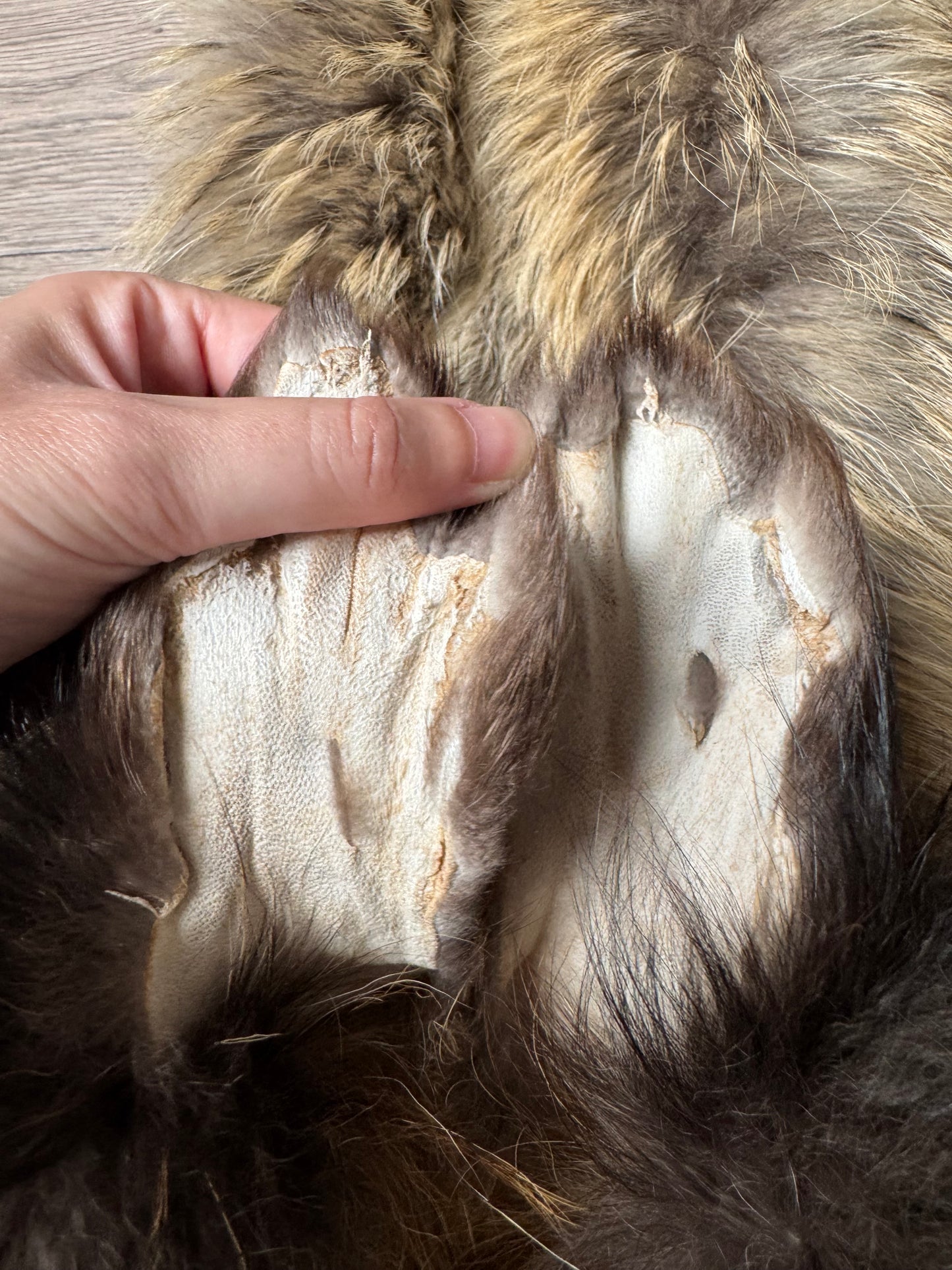 Tanuki pelt (5)