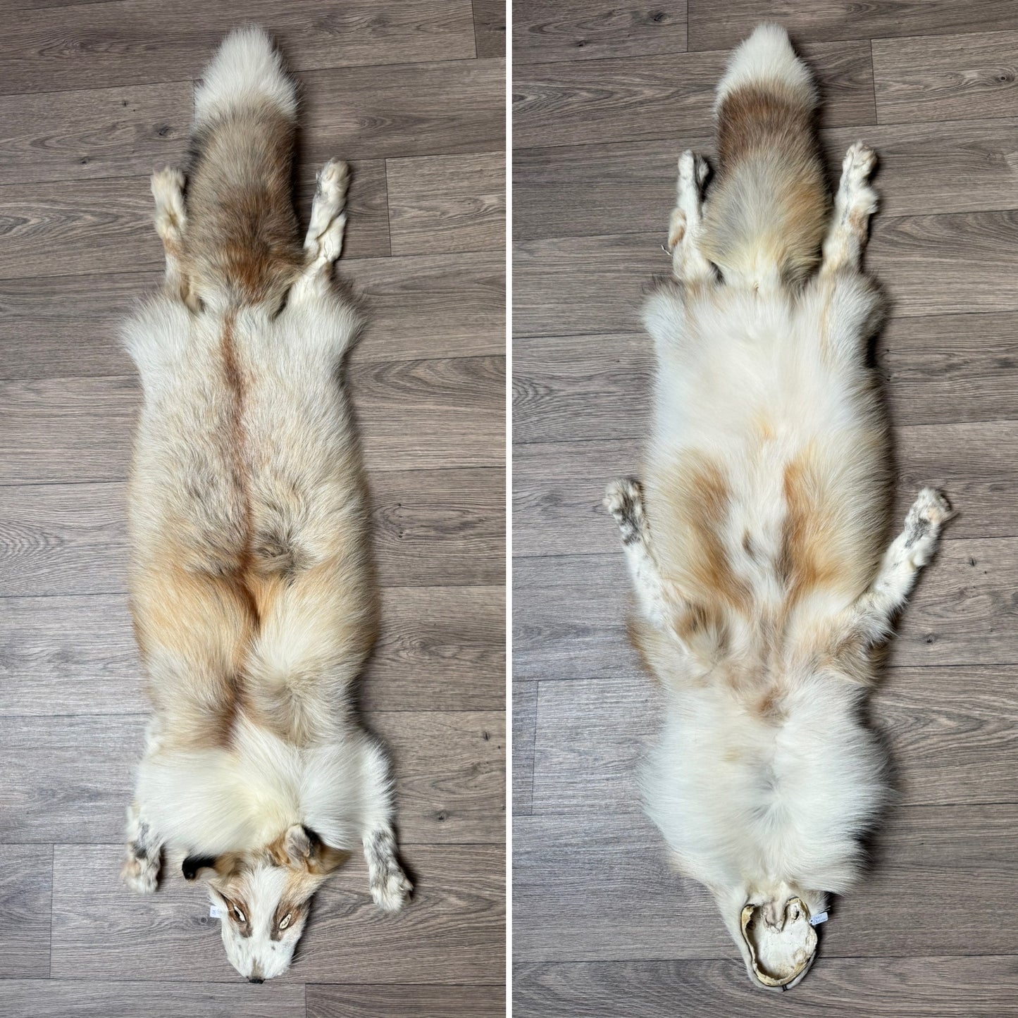 Male Gold Platinum fox mountable pelt (tag 82)