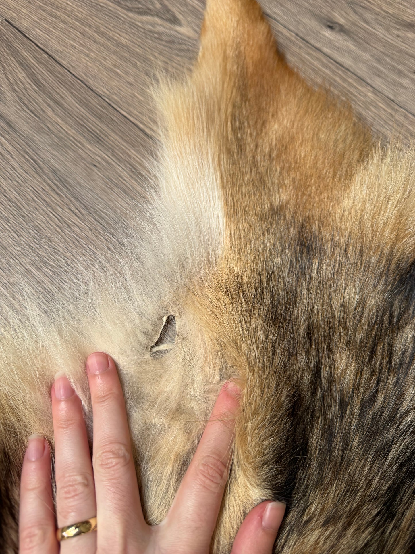 Coyote pelt (1)