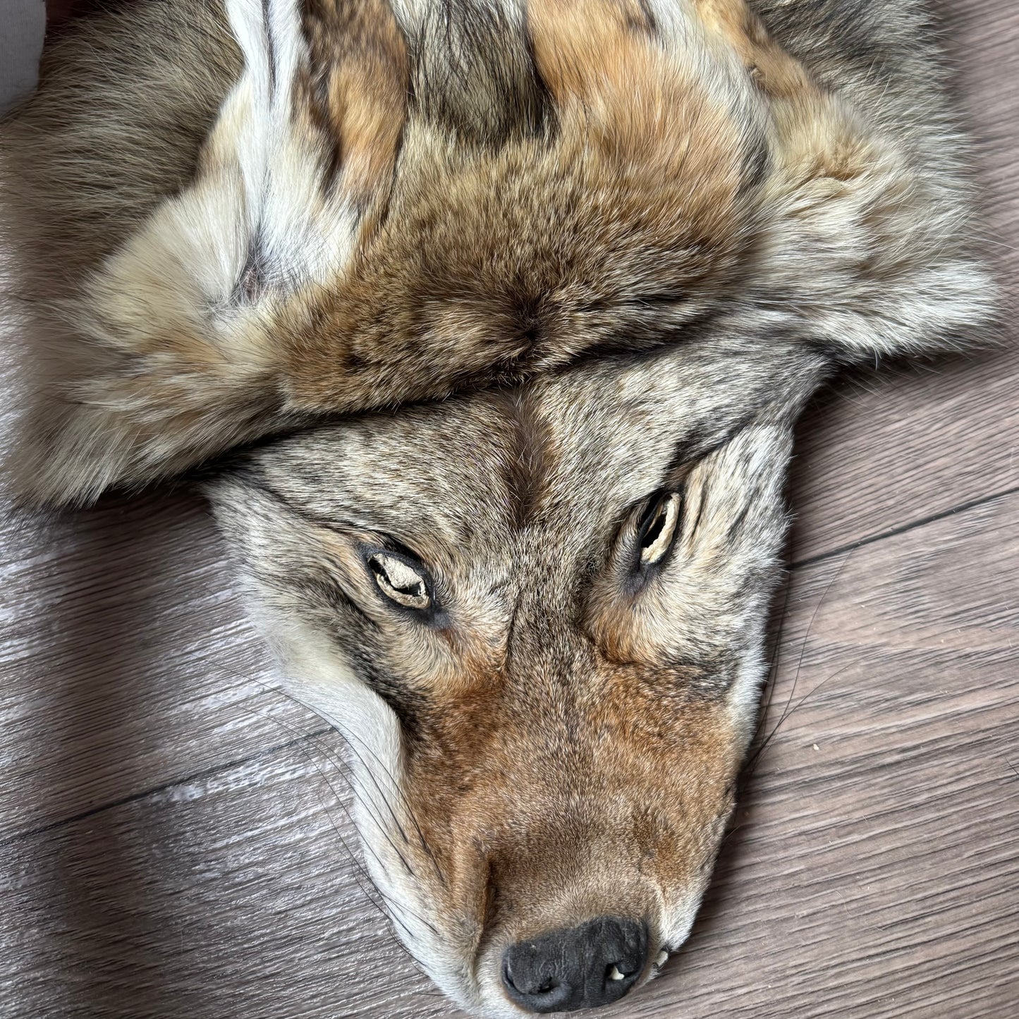 Male coyote mountable pelt (7)
