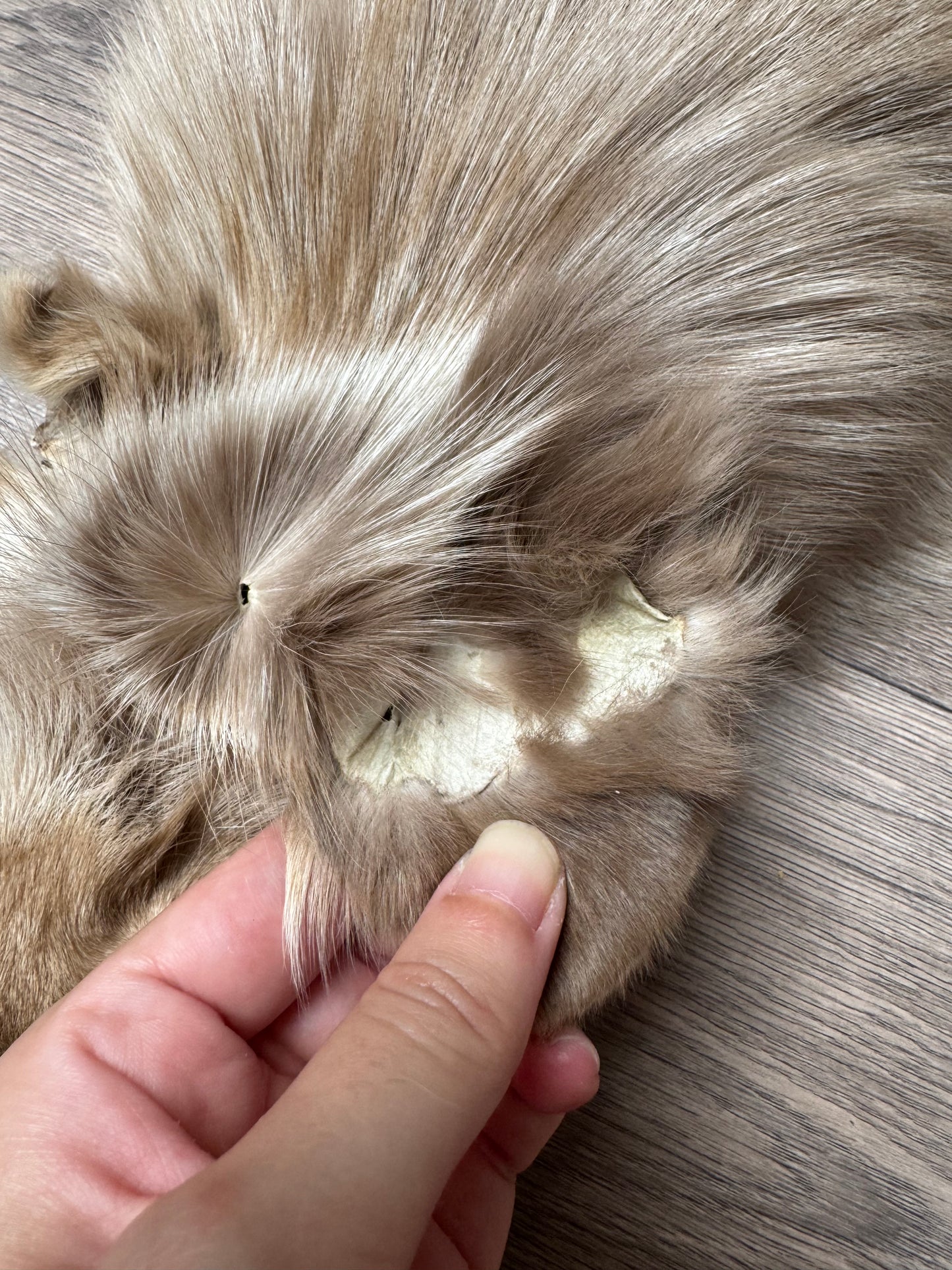 Amber fox pelt (3)