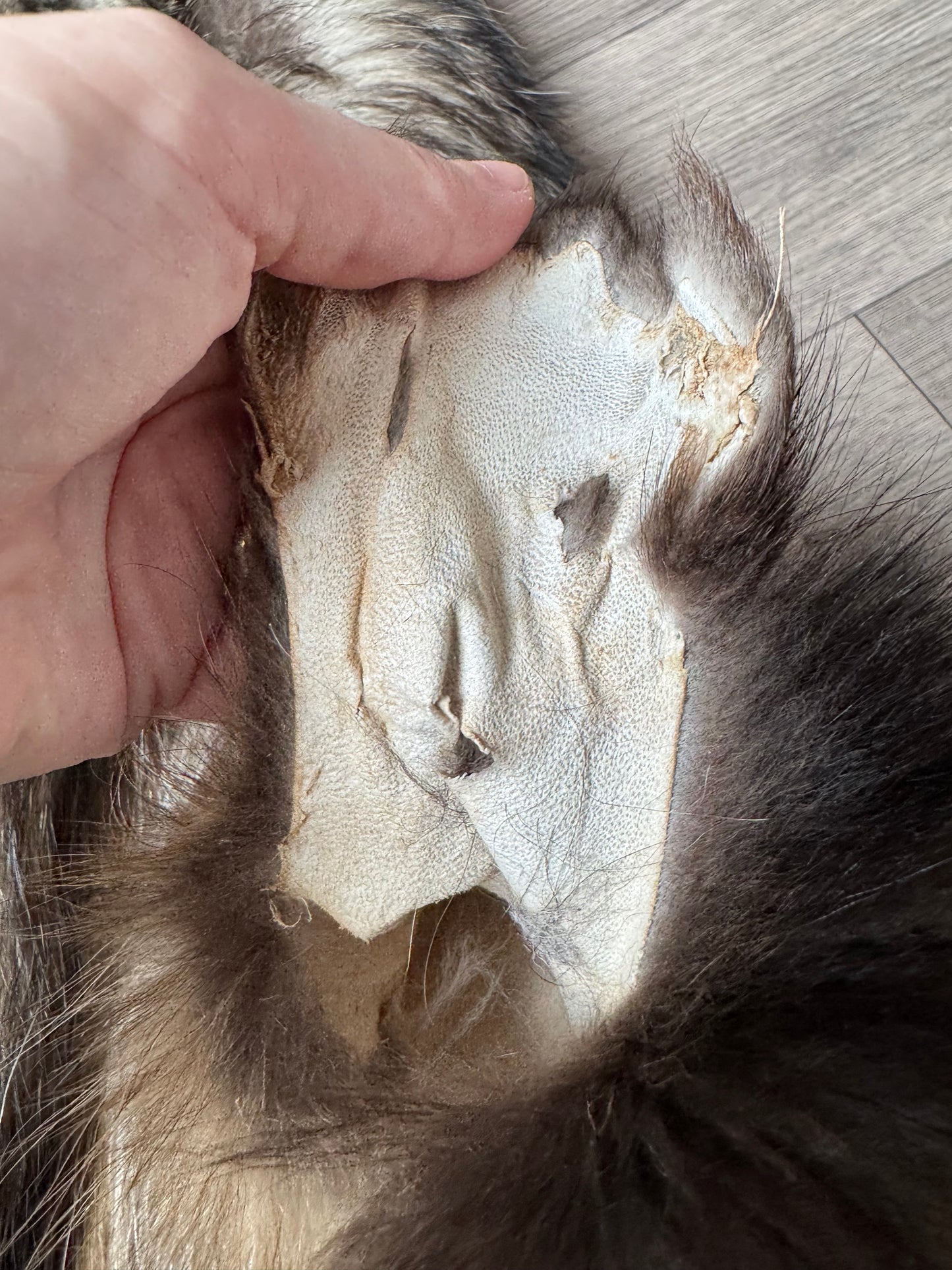 Tanuki pelt (9)