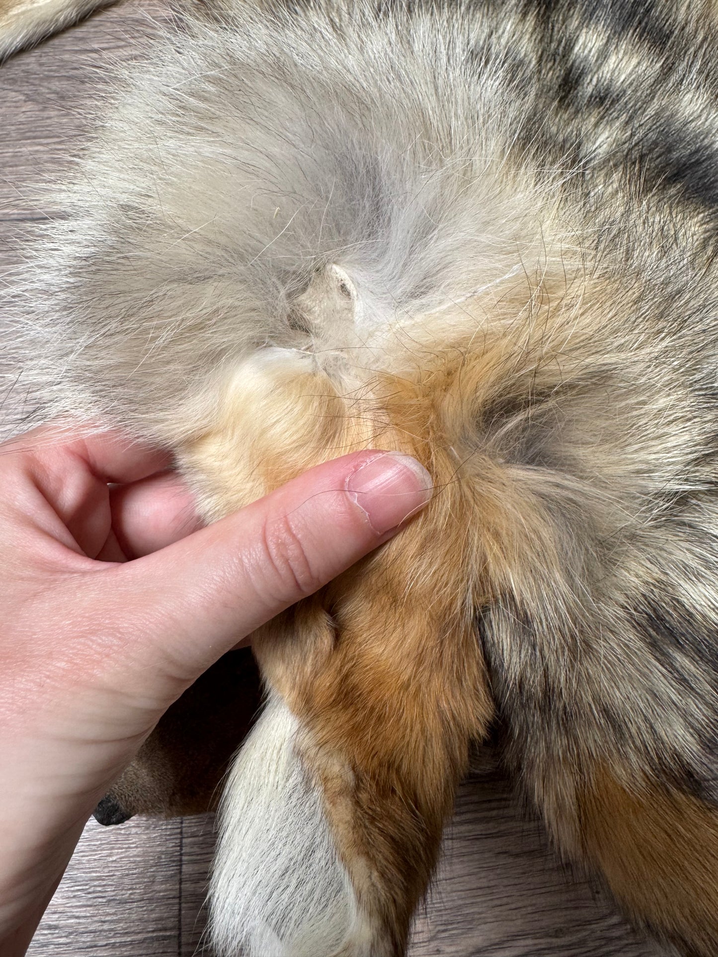 Male coyote mountable pelt (7)