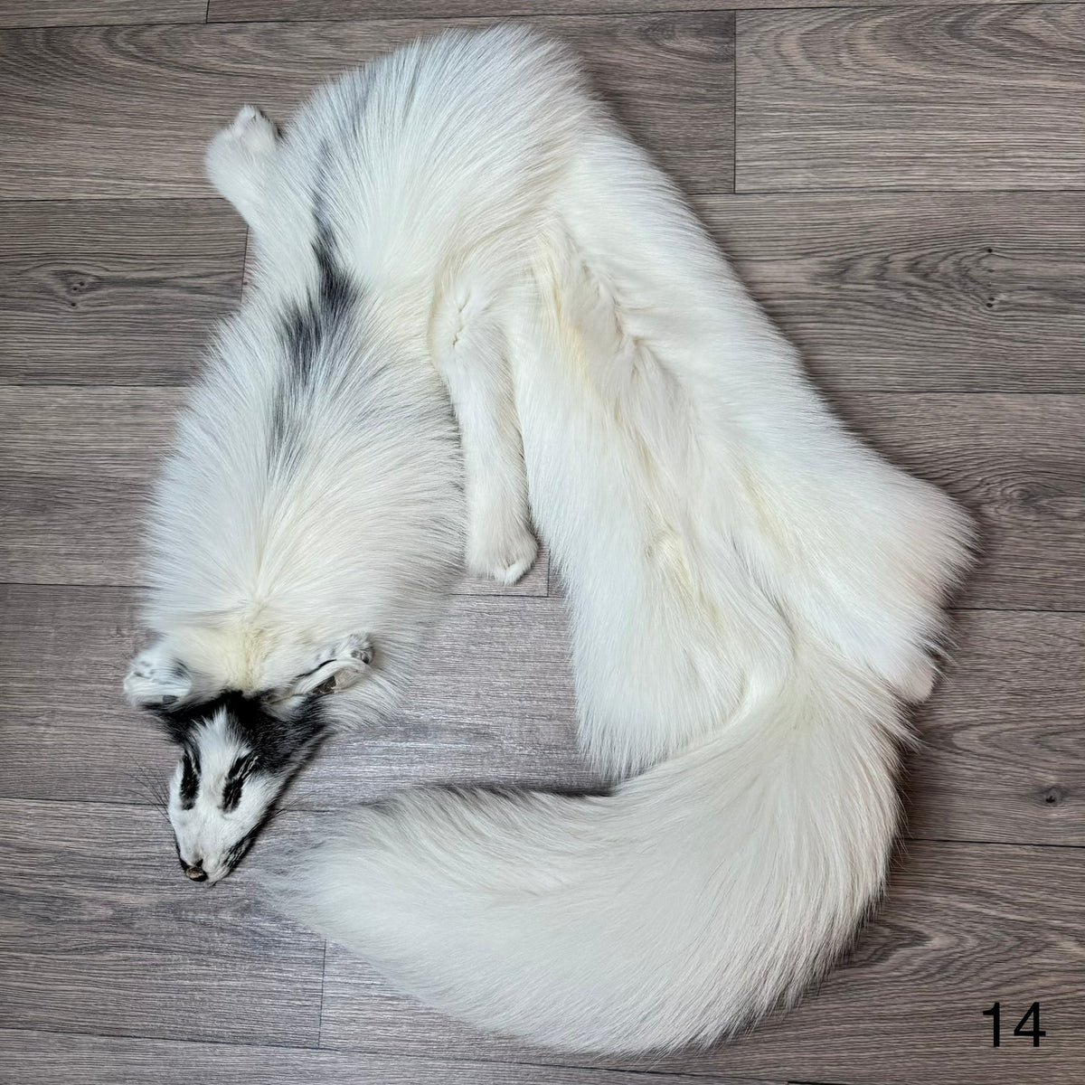 Arctic Marble fox pelt (14)