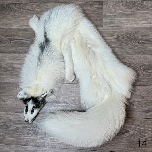 Arctic Marble fox pelt (14)