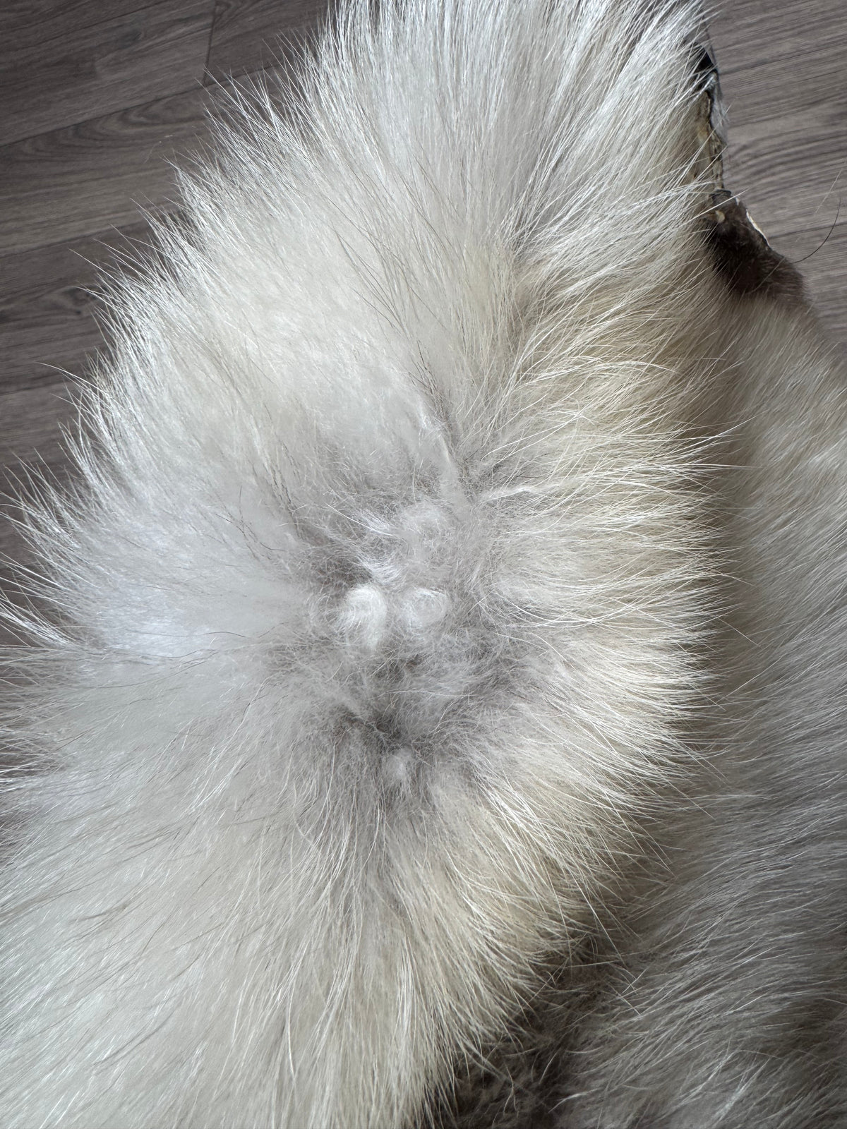 Arctic tanuki pelt (8)
