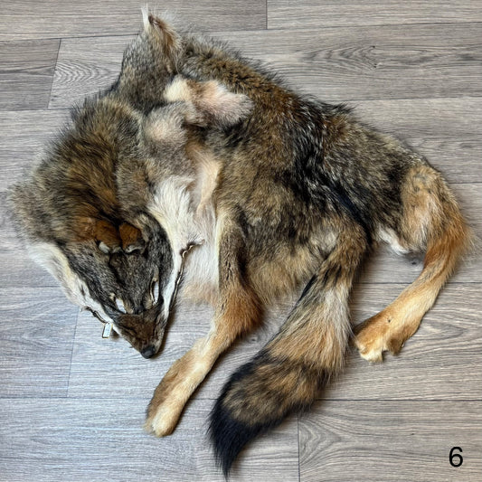 Coyote pelt (6)