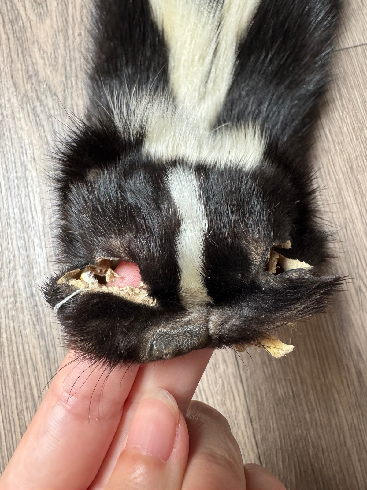 Skunk pelt (14)