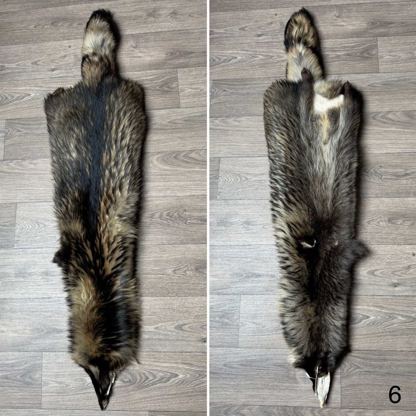 Tanuki pelt (6)