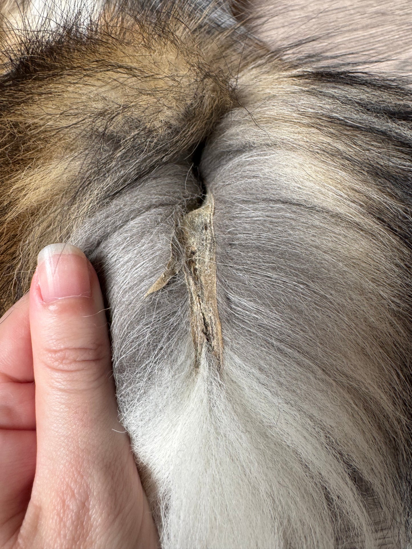 Gold fox pelt (34)