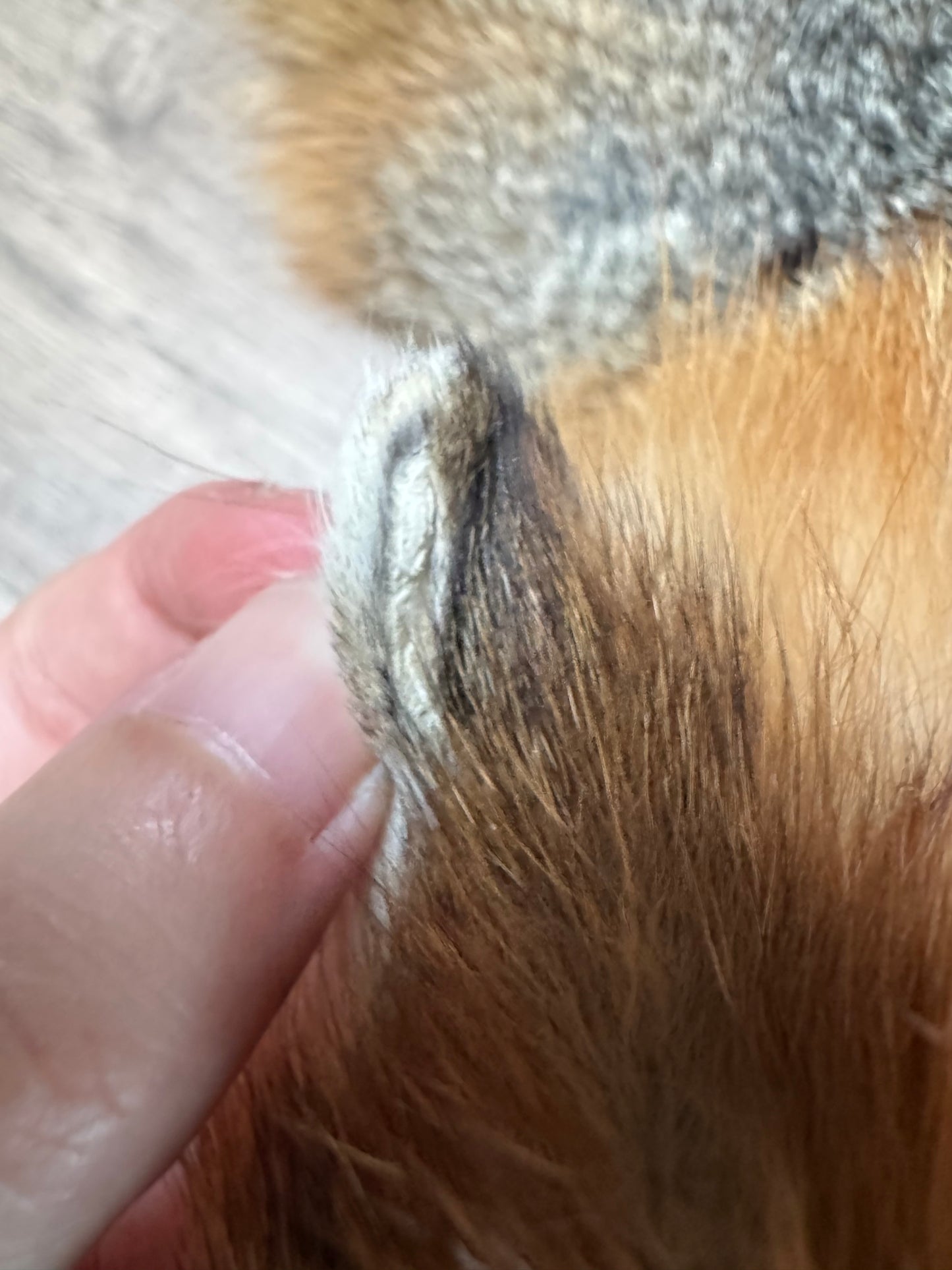 Male grey fox mountable pelt (7)