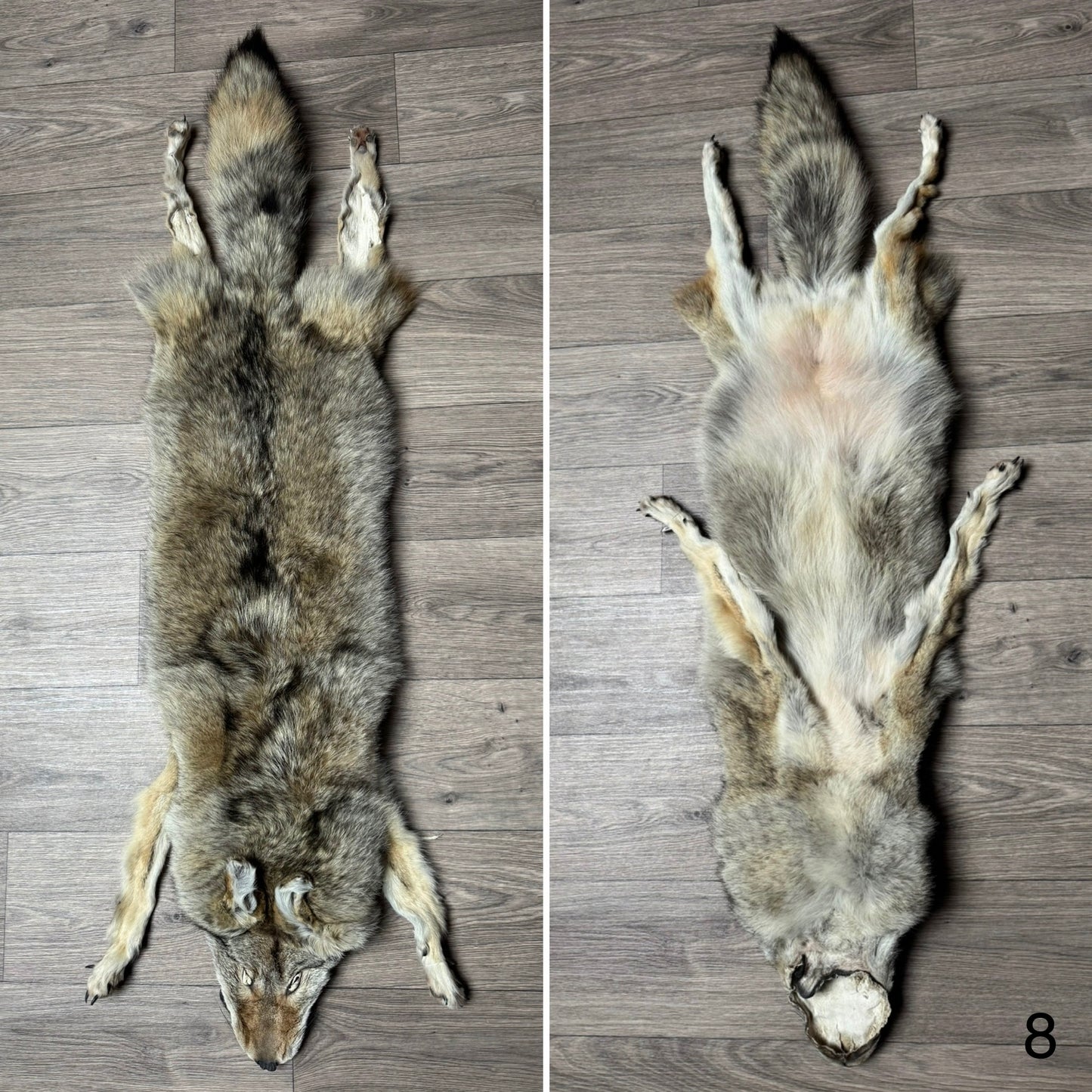 Female coyote mountable pelt (8)