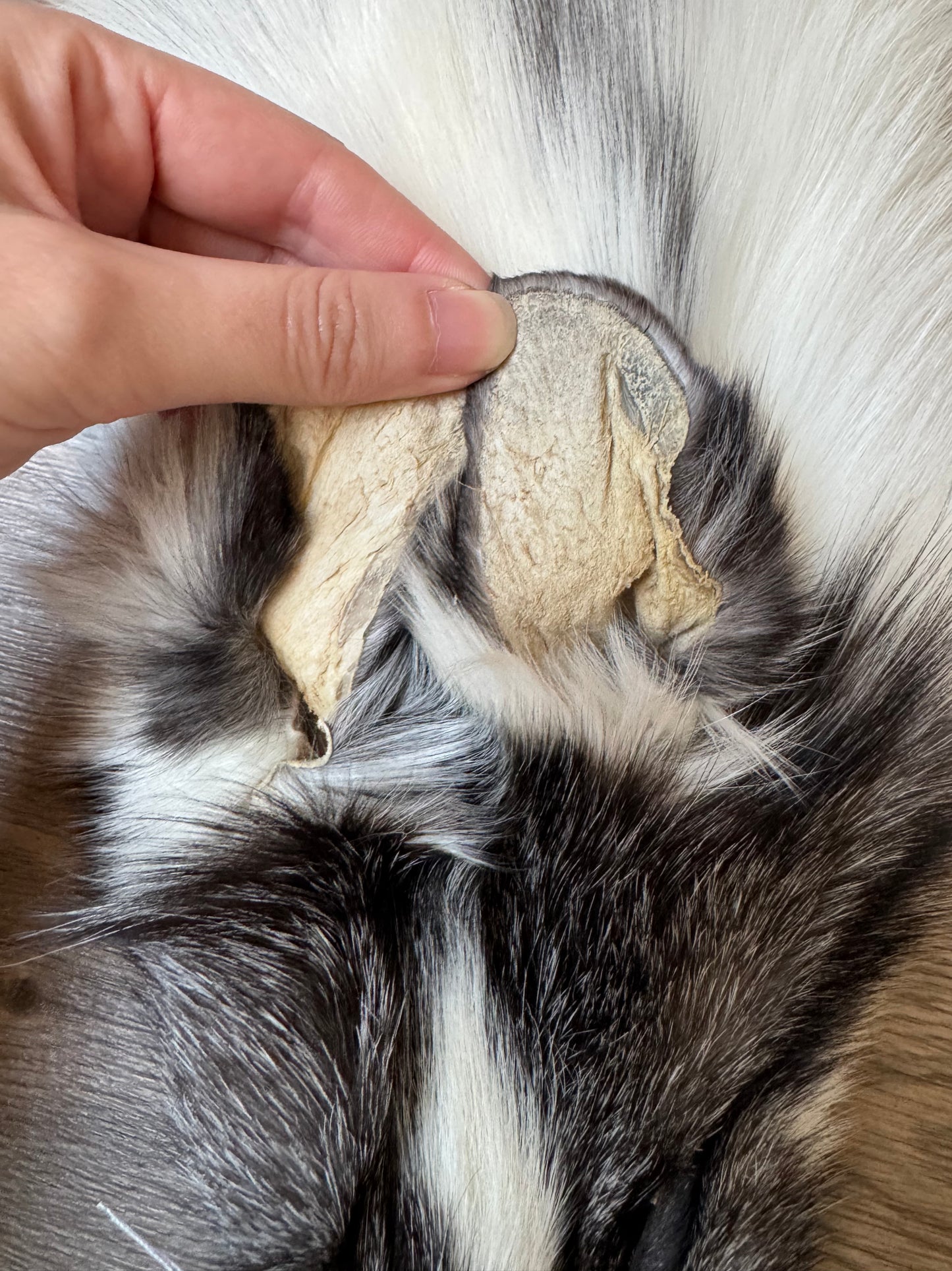 Marble Frost fox pelt (12)