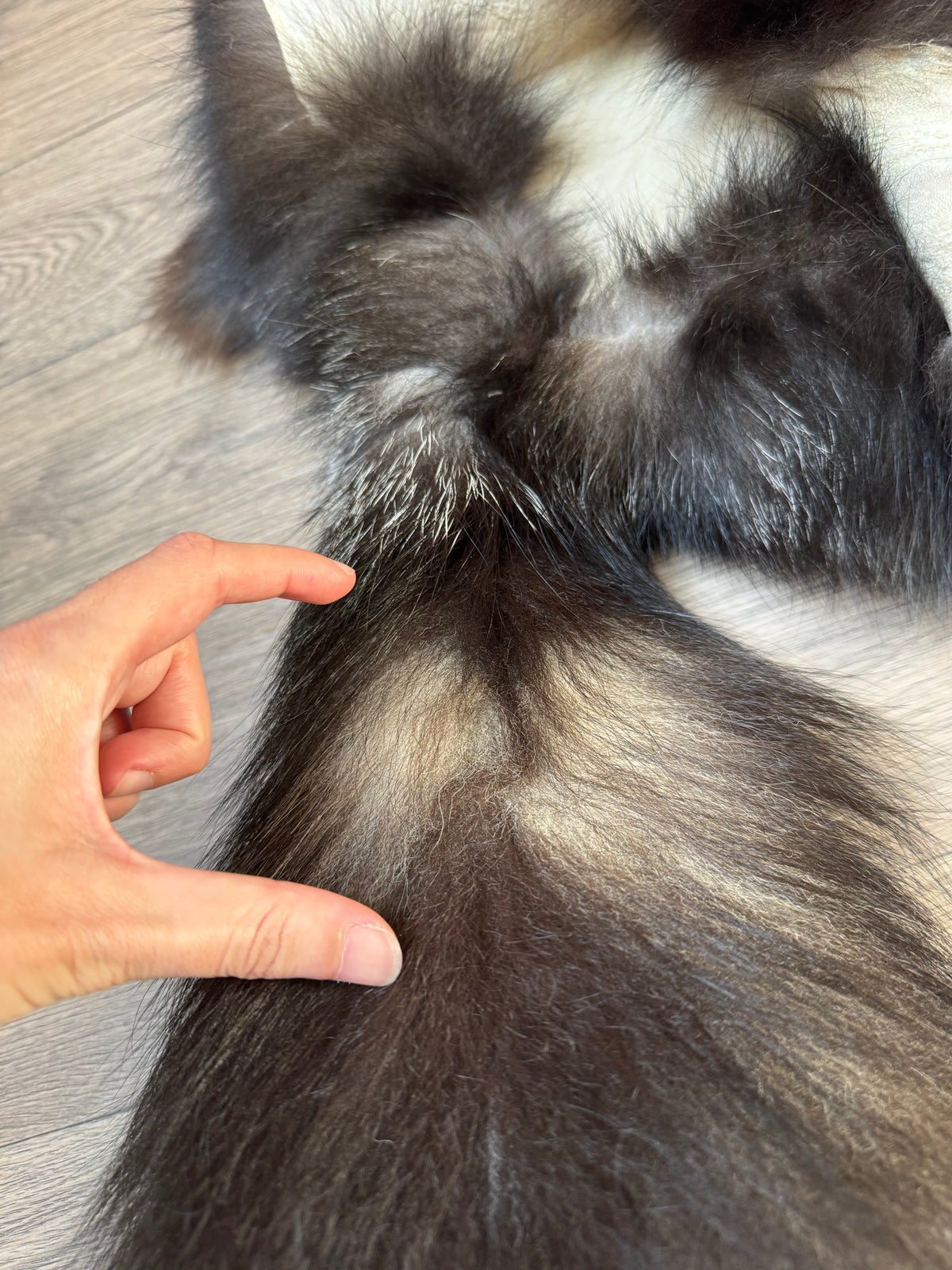 Silver fox pelt (21)