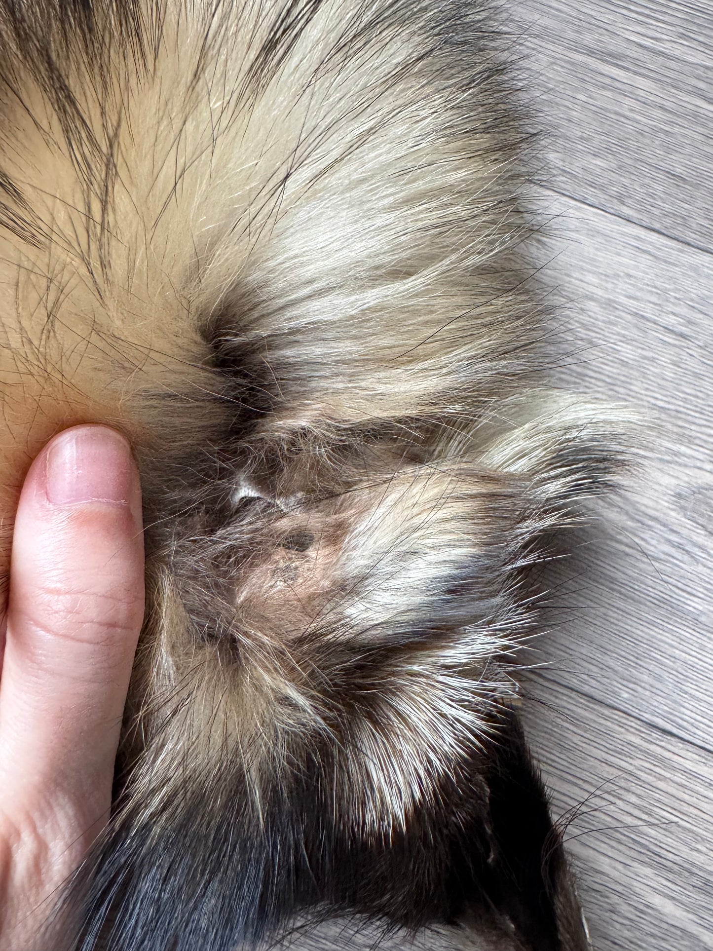 Tanuki pelt (7)