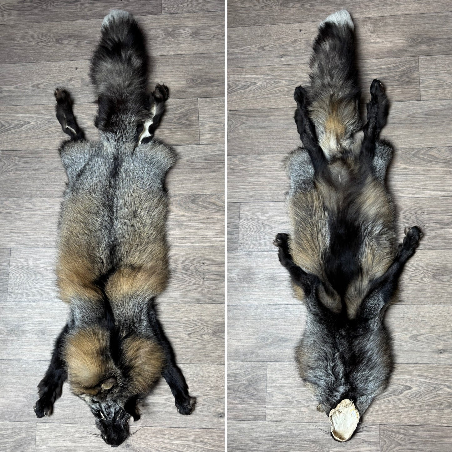 Female Cross mountable pelt (tag 127)